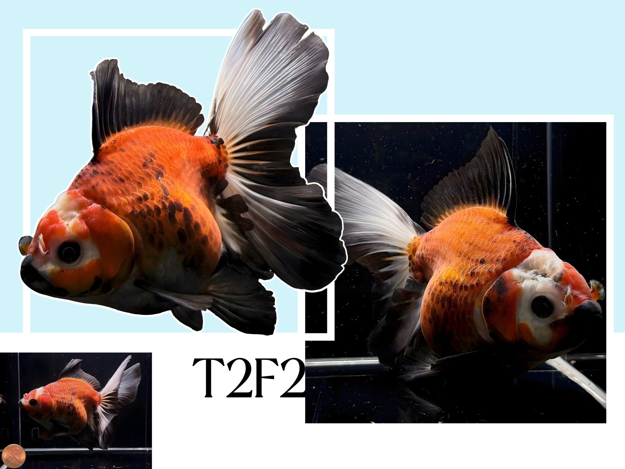 Fancy Thailand Oranda Goldfish - 4.75" - 5.25" - Aqua Huna