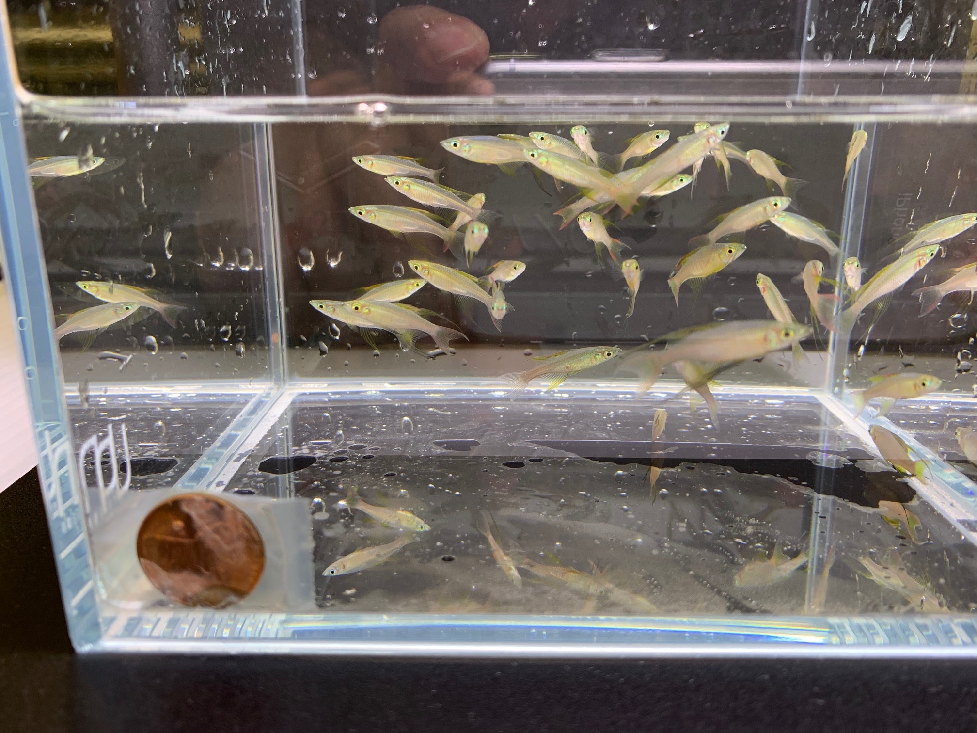 Featherfin Rainbow Fish - Aqua Huna