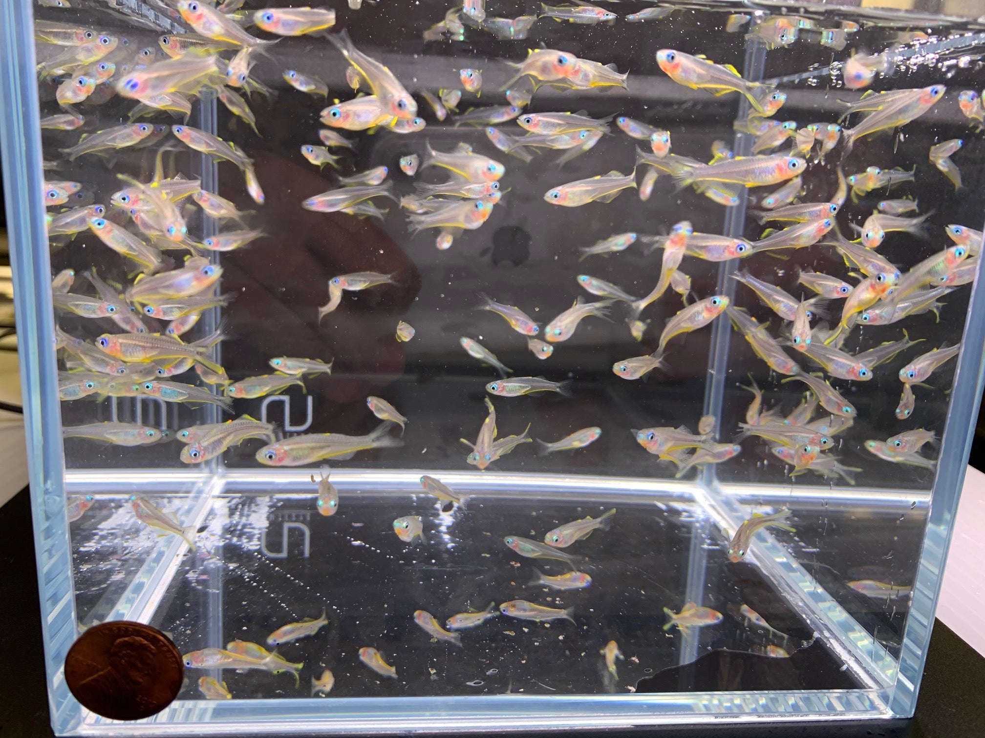 Forktail Rainbow - Aqua Huna