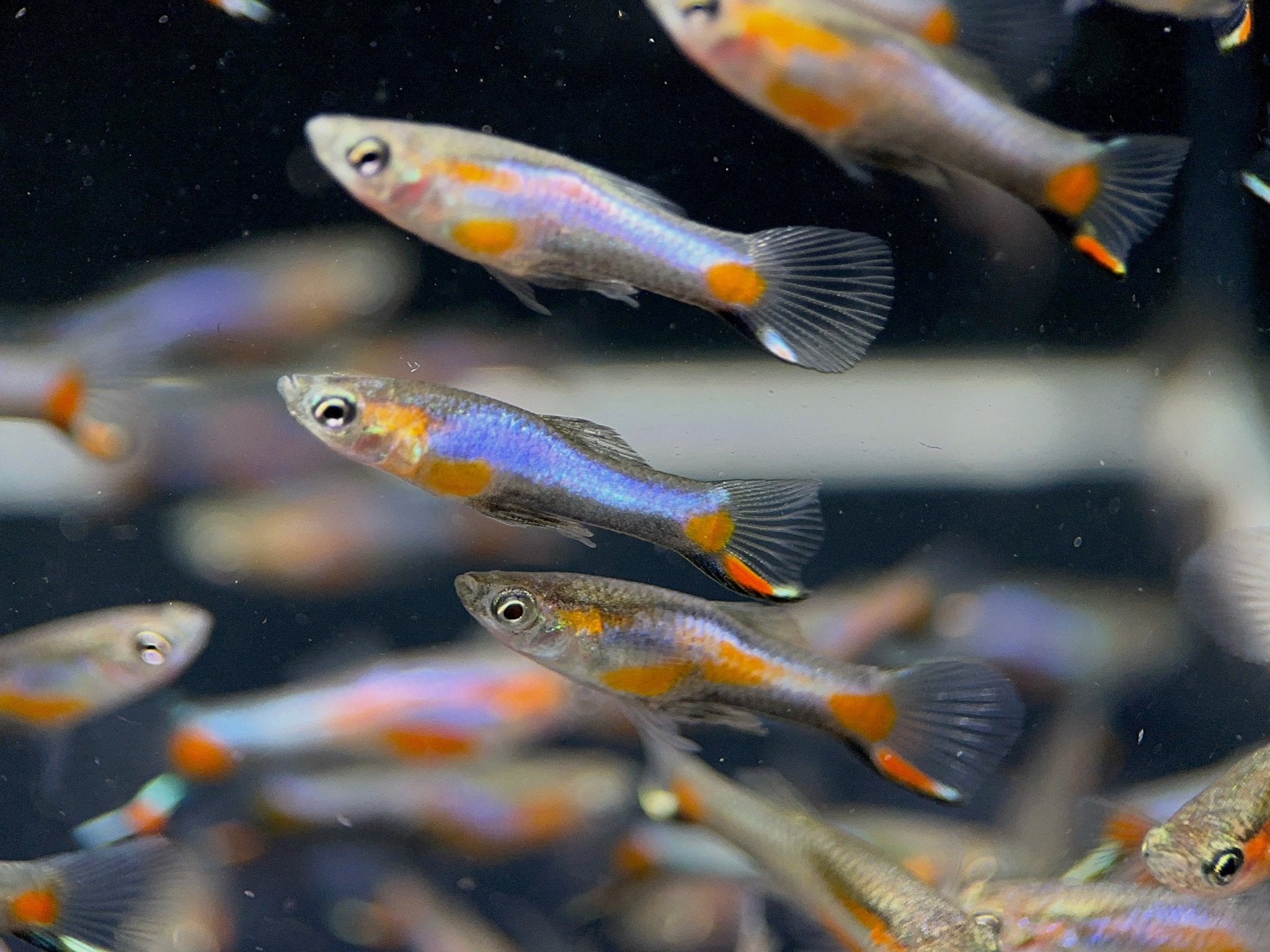 French Blue Star Endler - Male - Aqua Huna