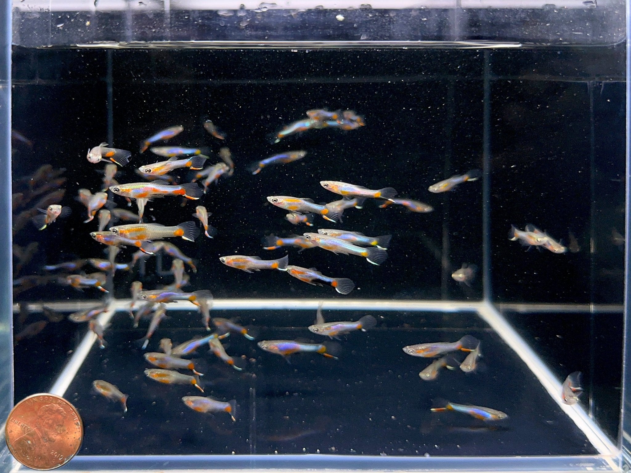 French Blue Star Endler - Male - Aqua Huna