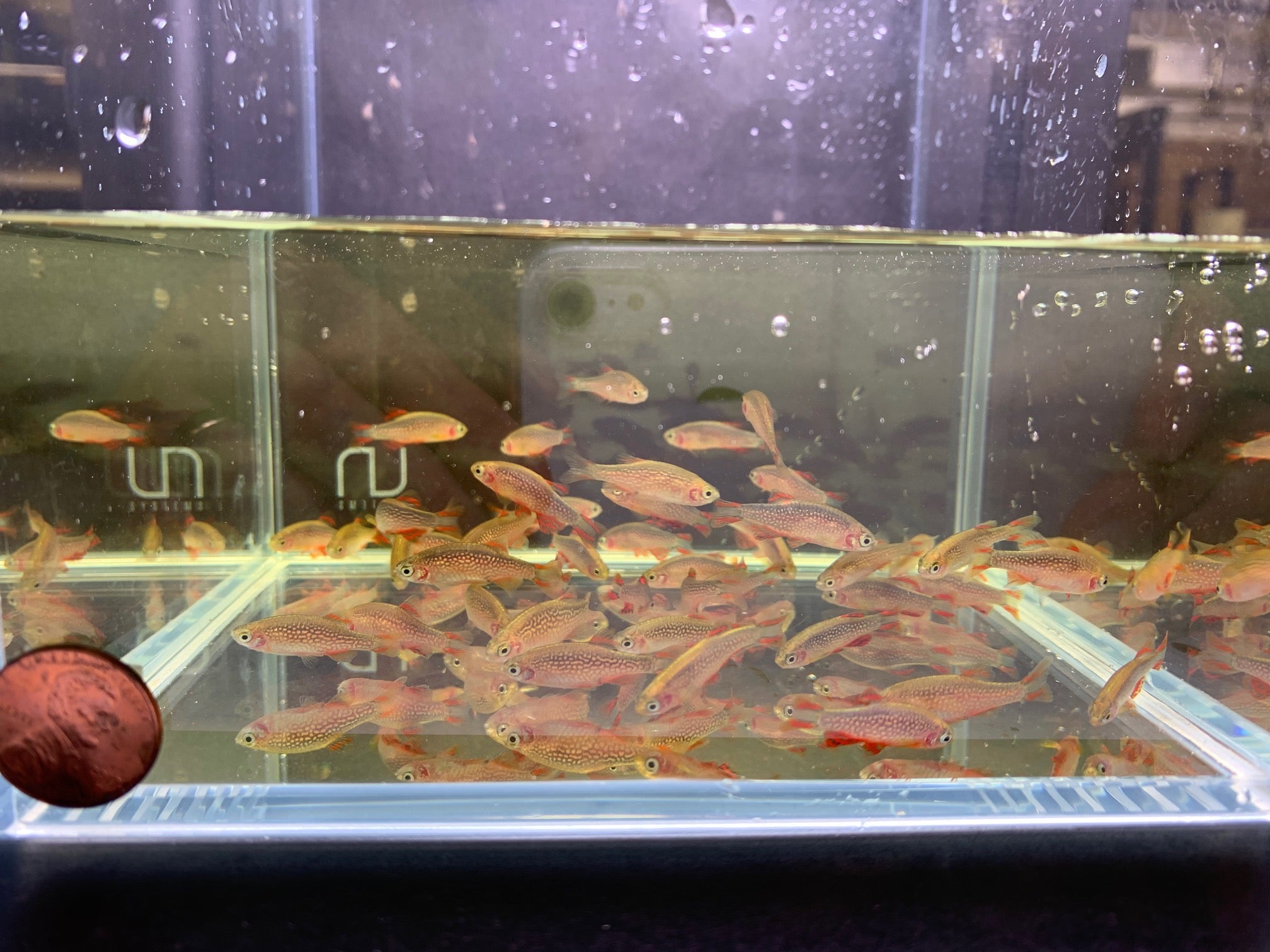 Galaxy Rasbora / Celestial Pearl Danio L - Aqua Huna