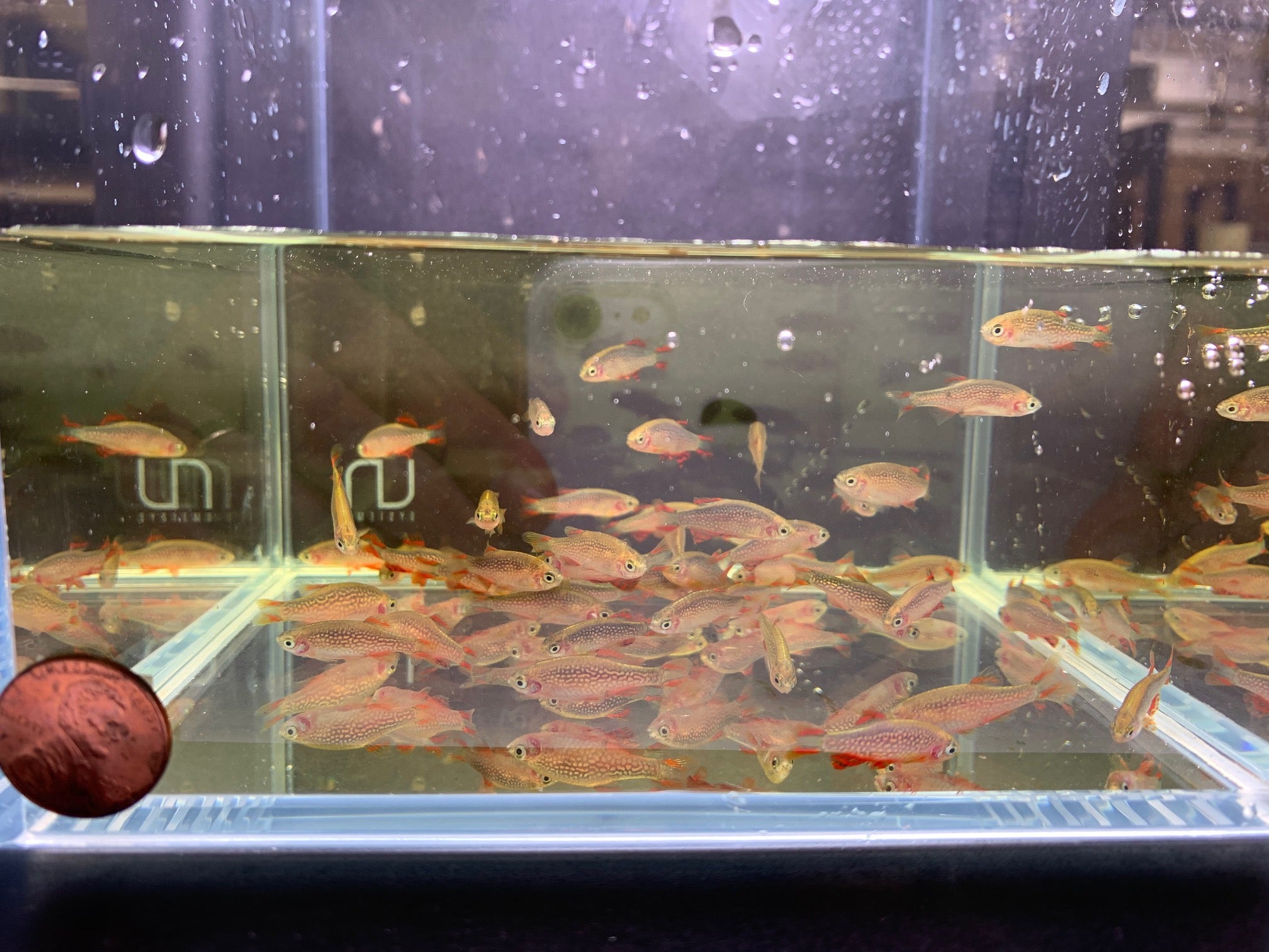 Galaxy Rasbora / Celestial Pearl Danio L - Aqua Huna