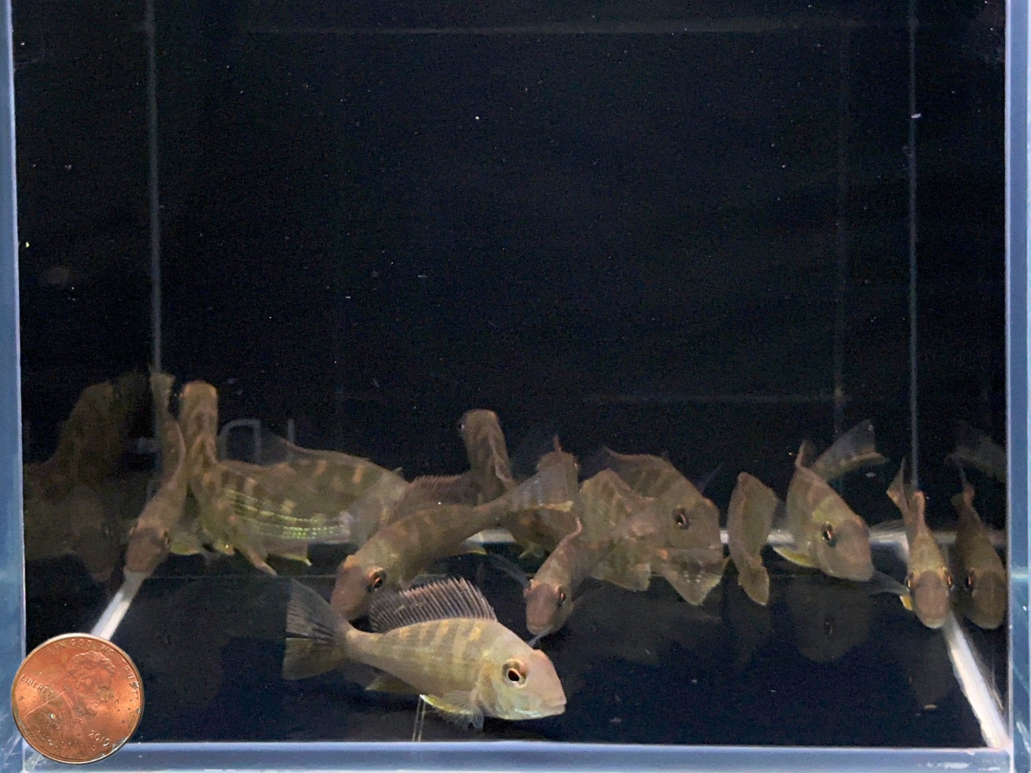 Geophagus surinamensis - Aqua Huna