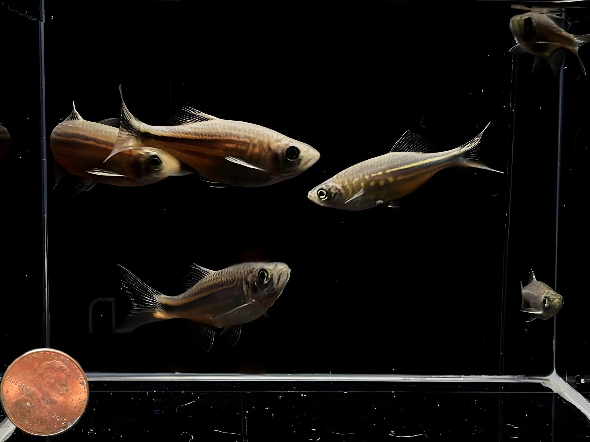 Giant Danio - Aqua Huna