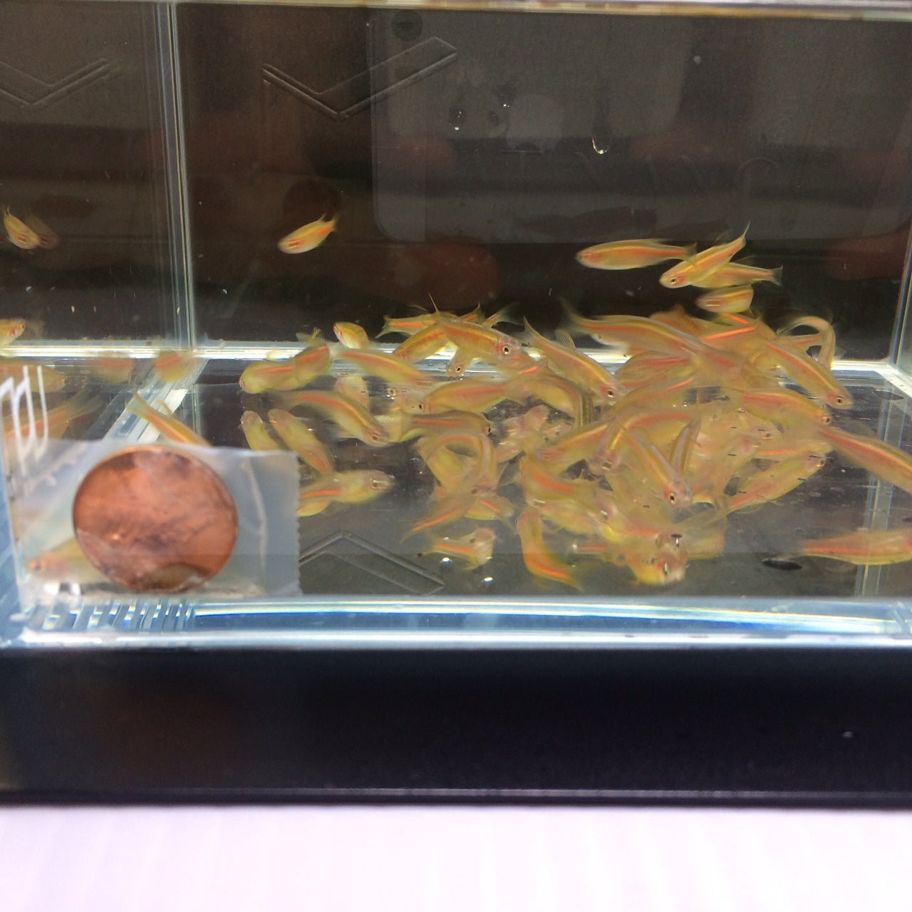 Glolight Danio - Aqua Huna