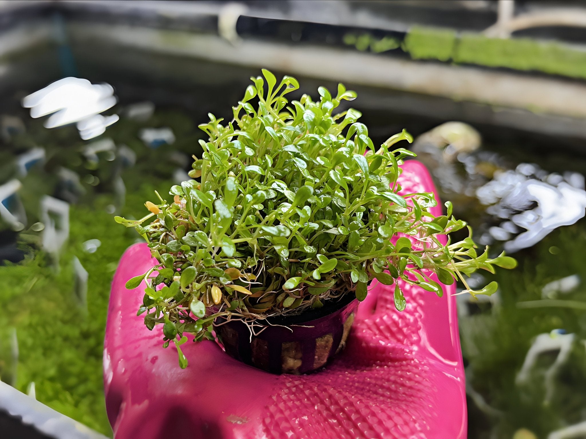 Glossostigma - Potted Plant - Aqua Huna