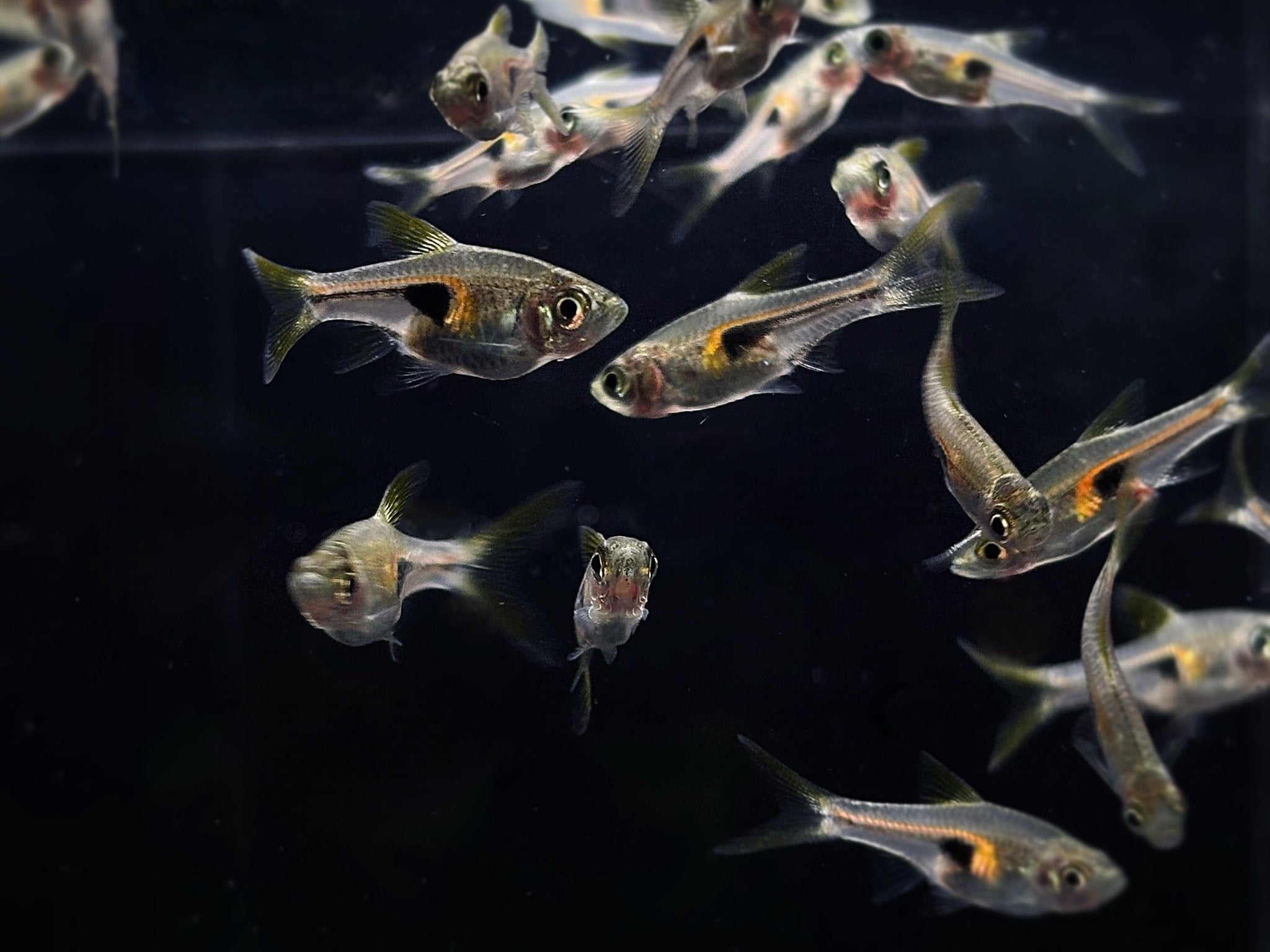 Glowlight Rasbora - Aqua Huna