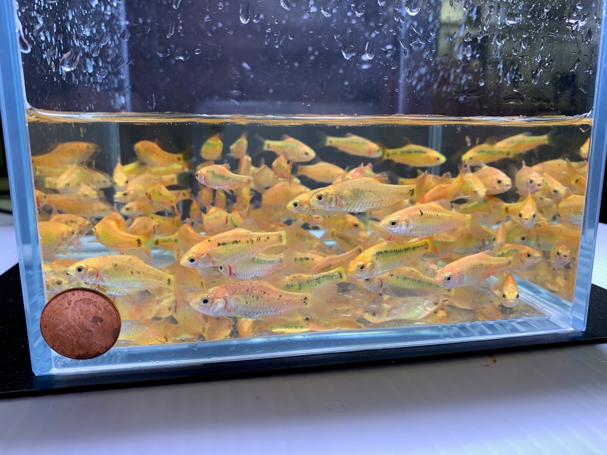 Gold Barb - Aqua Huna