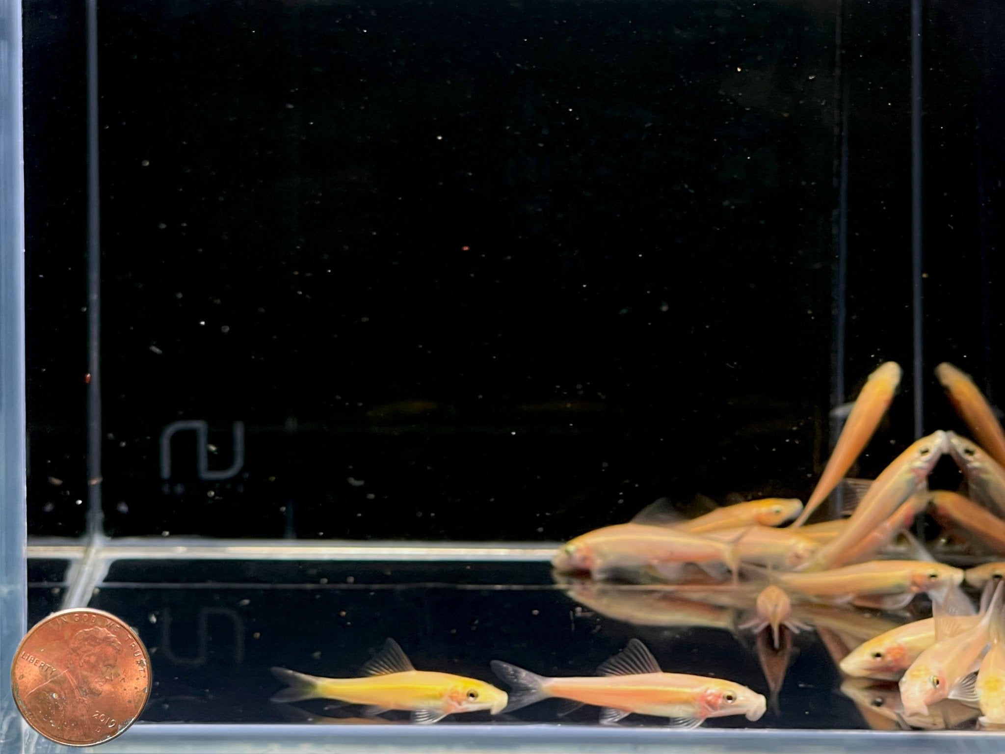 Gold Chinese Algae Eater - Aqua Huna