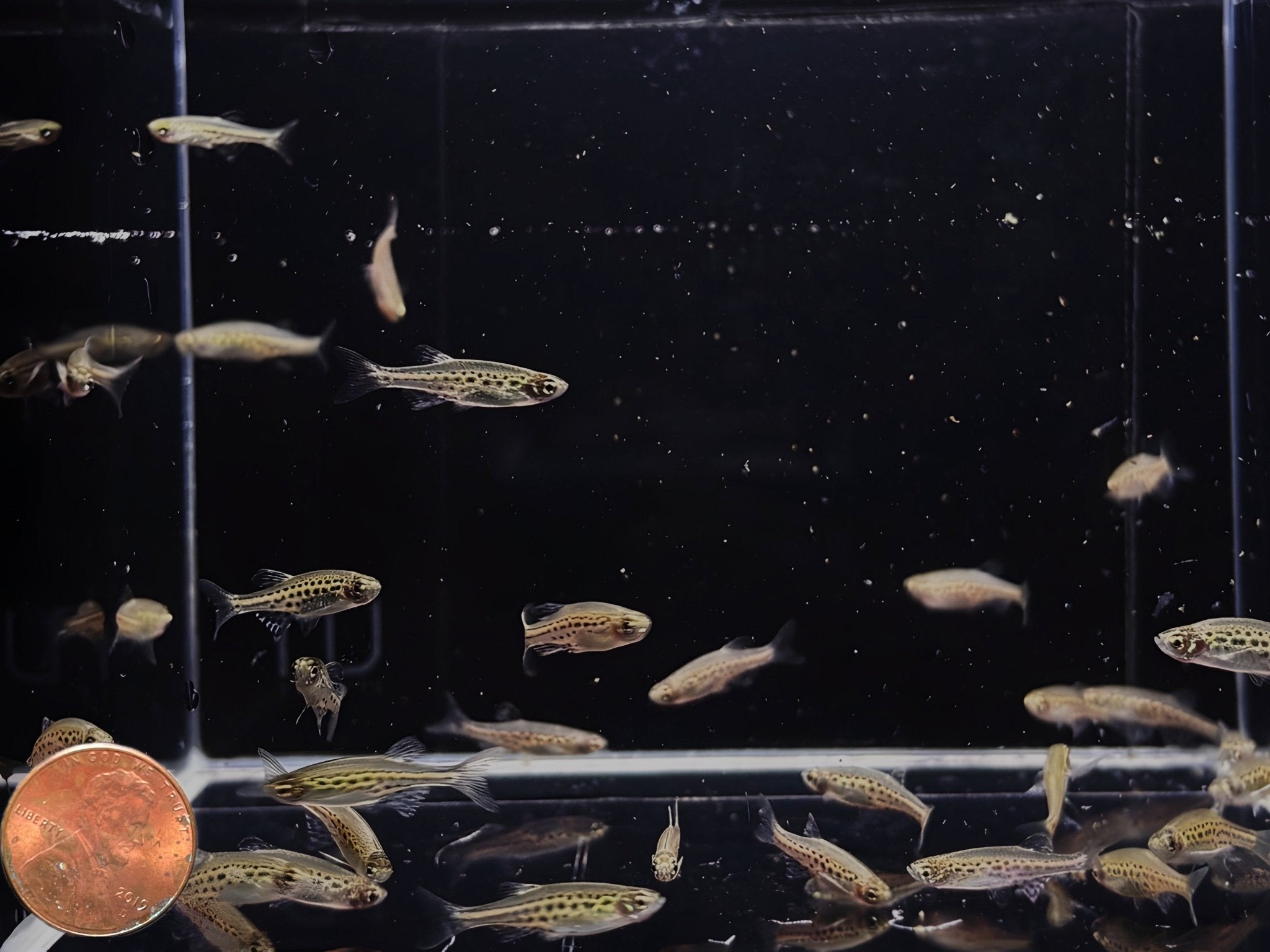 Gold Ring Danio - Aqua Huna