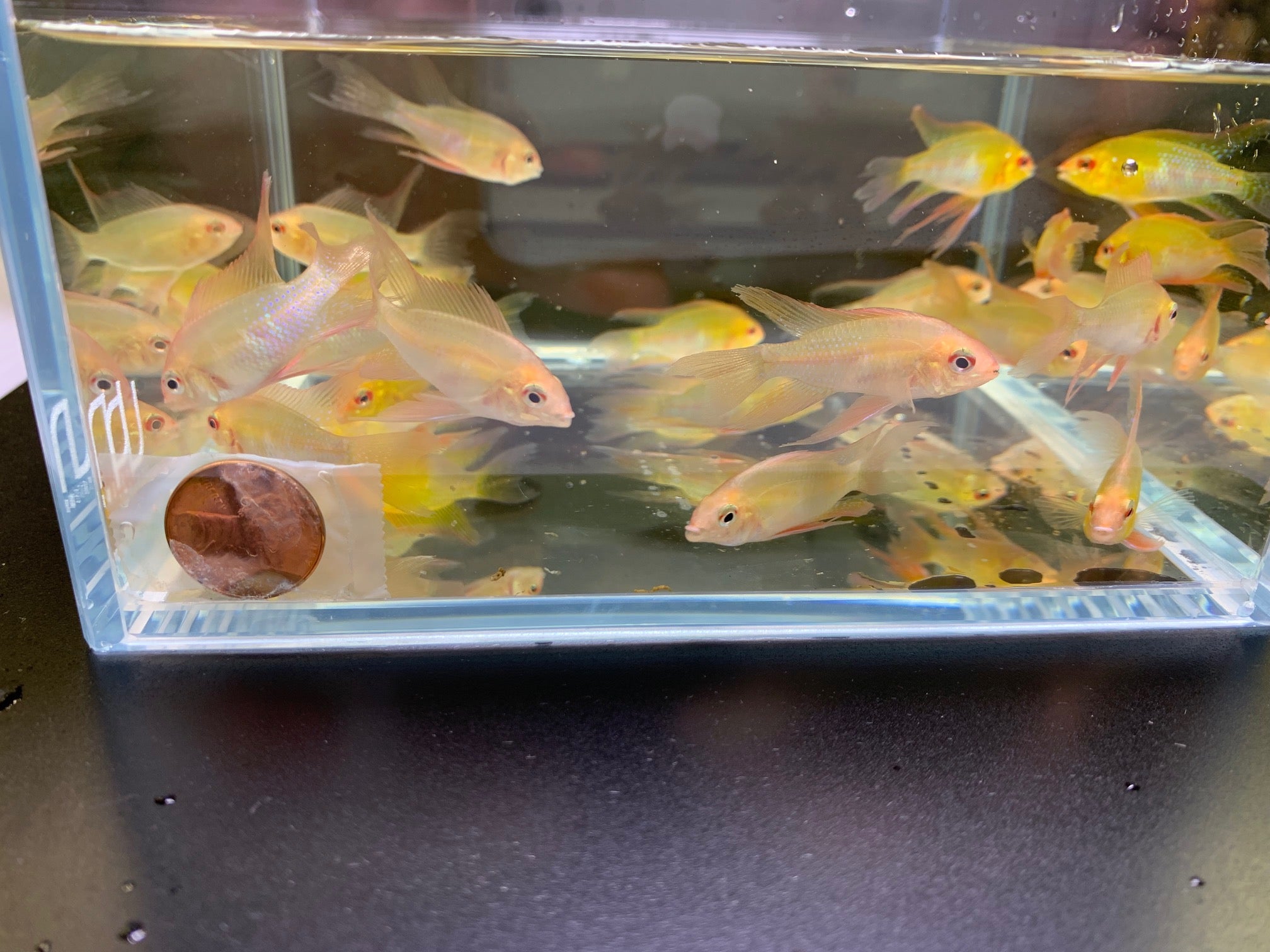 Gold Veiltail Ram - Aqua Huna