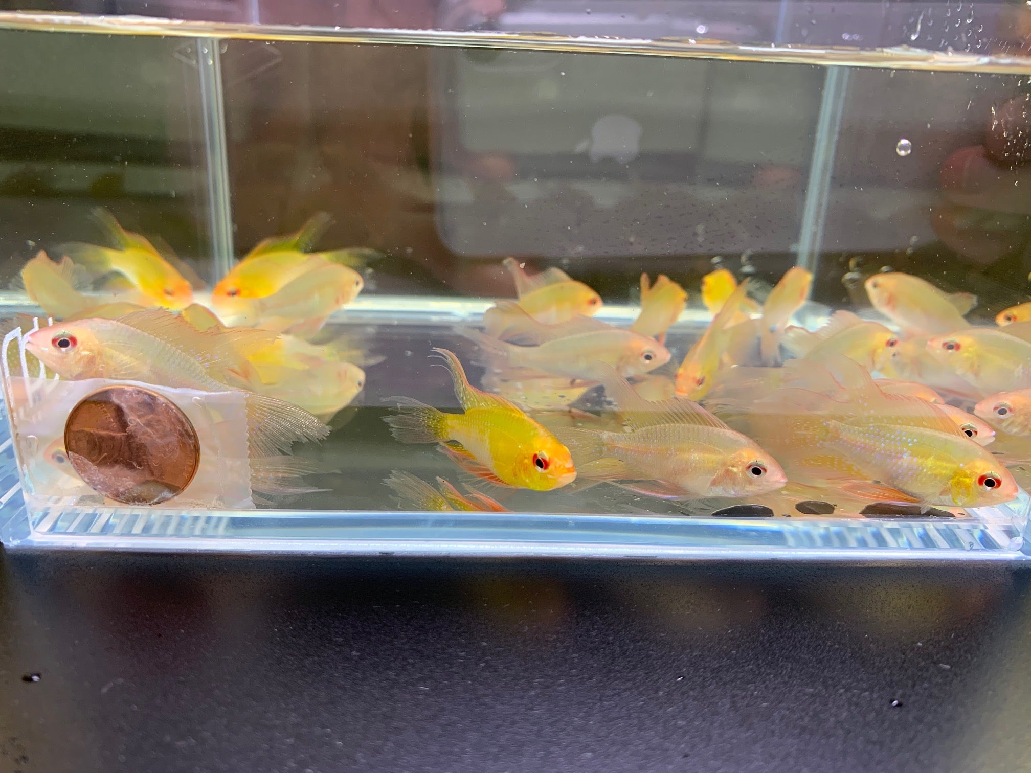 Gold Veiltail Ram - Aqua Huna