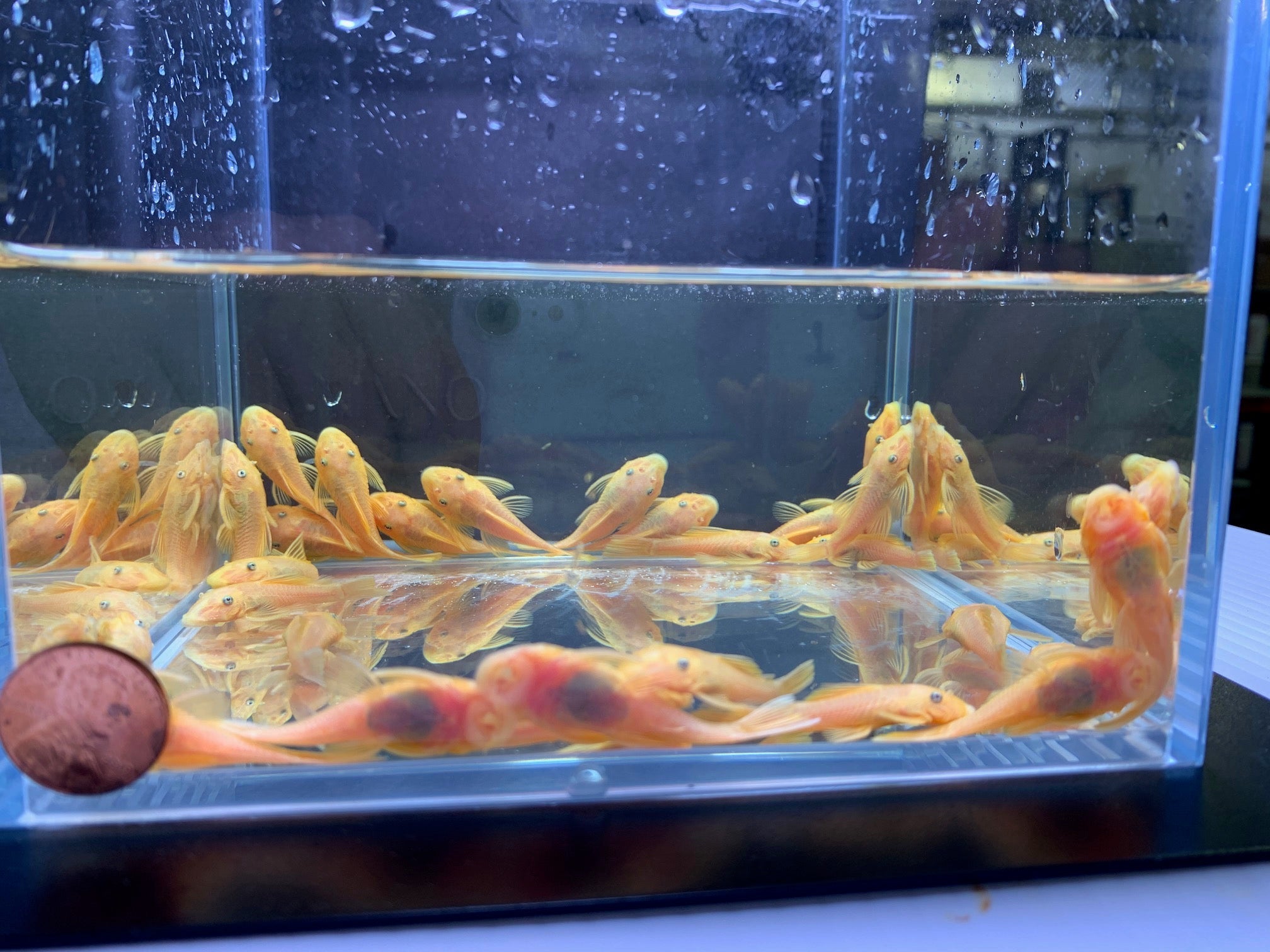Golden Blue Eye Bushy Nose Pleco (1.0" - 1.25") - Aqua Huna