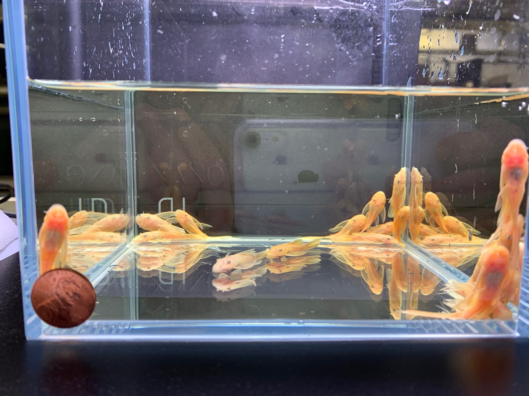 Golden Blue Eye Longfin Bushy Nose Pleco (1.0"-1.5") - Aqua Huna