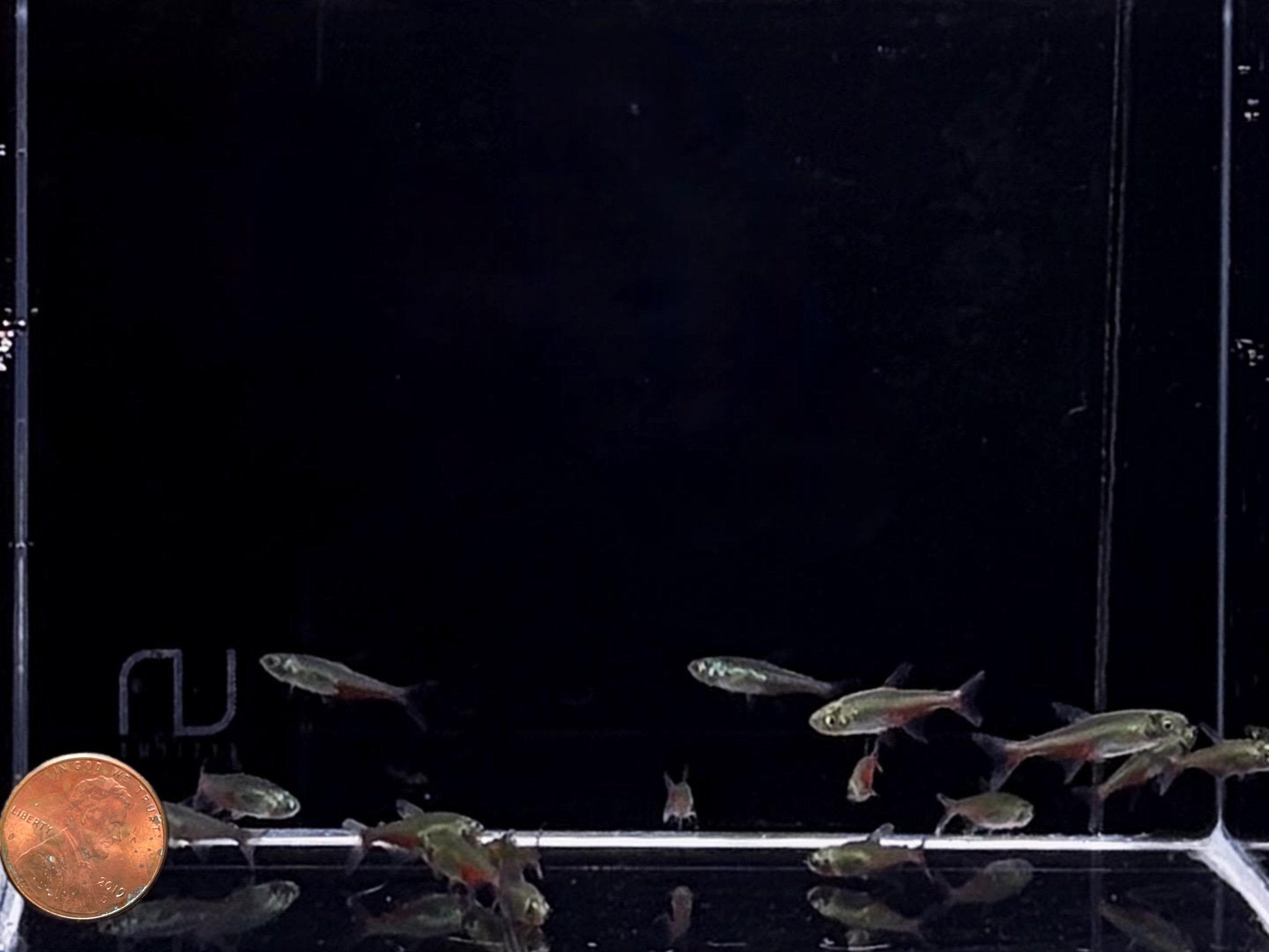 Green Fire Tetra - Aqua Huna
