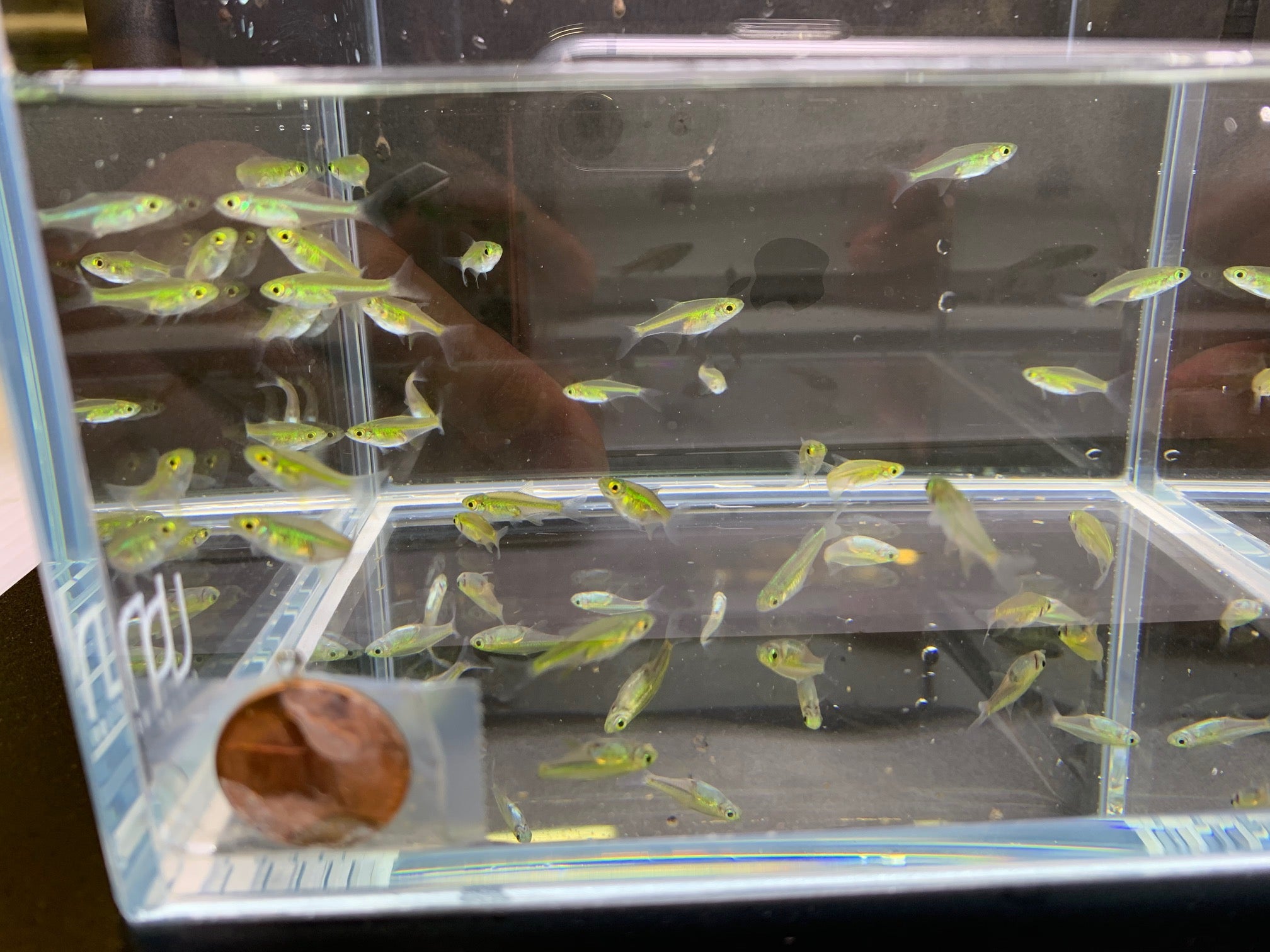 Green Neon Rasbora - Aqua Huna
