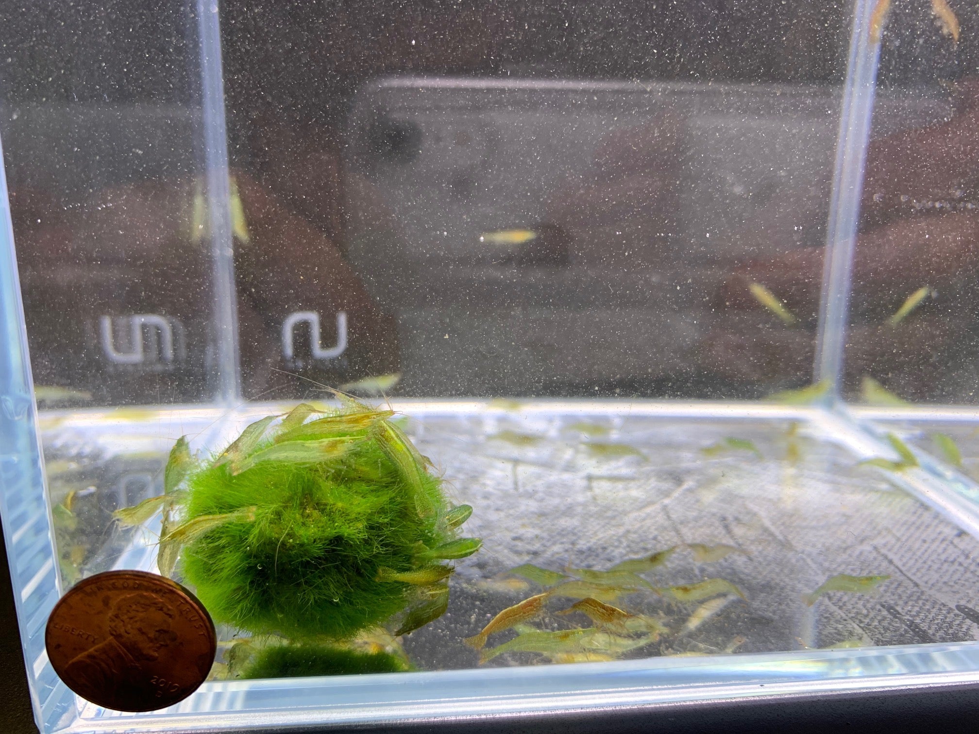Green Neon Shrimp - Aqua Huna