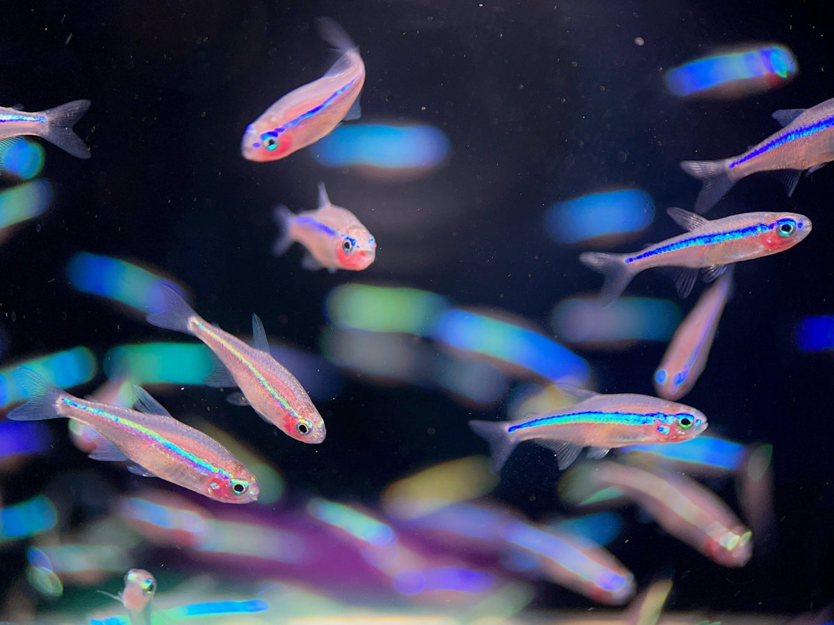 Green Neon Tetra Vibrant Schooling Freshwater Fish for Sale Aqua Huna