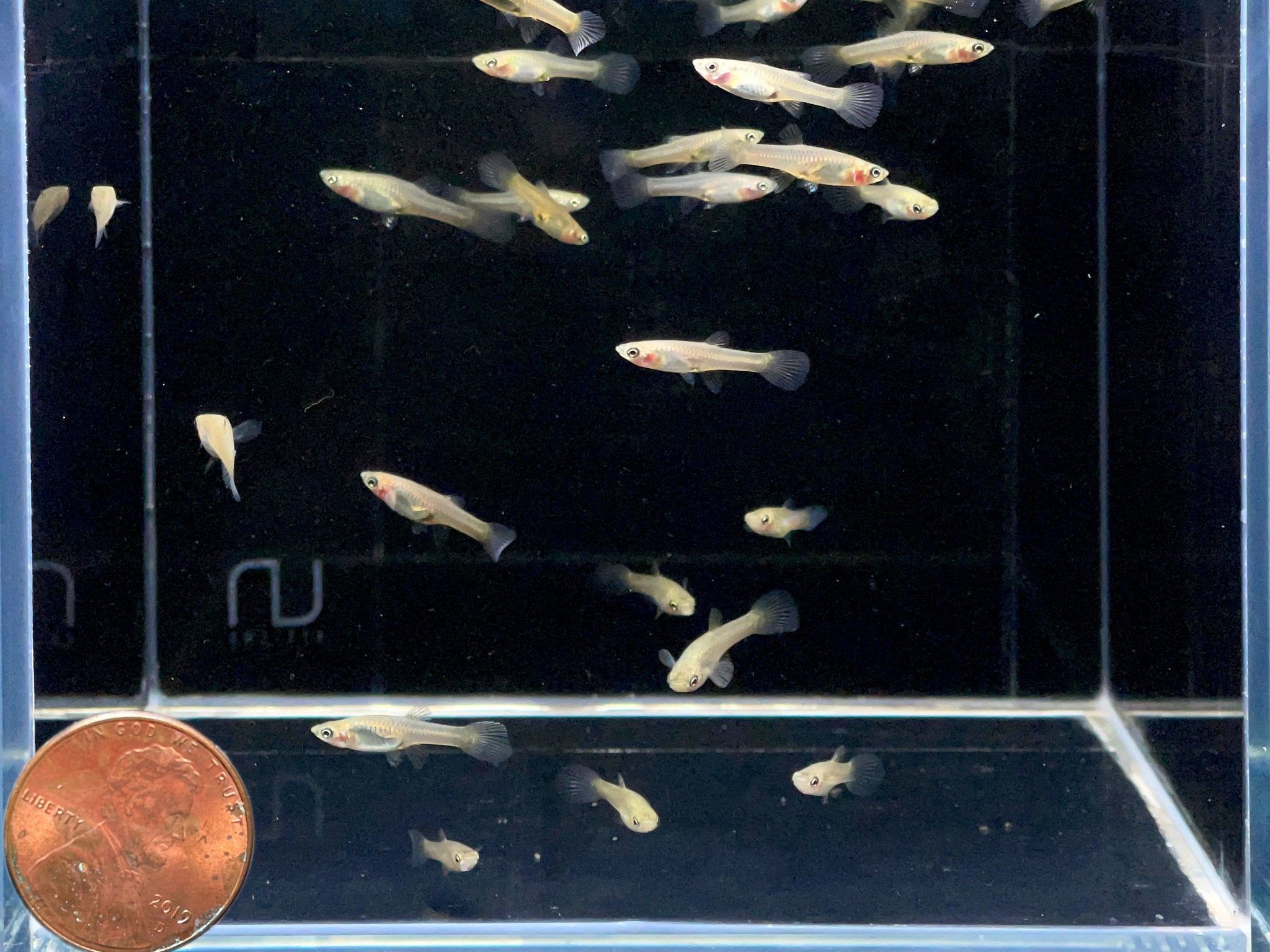 Green Snakeskin Endler Pair - Aqua Huna