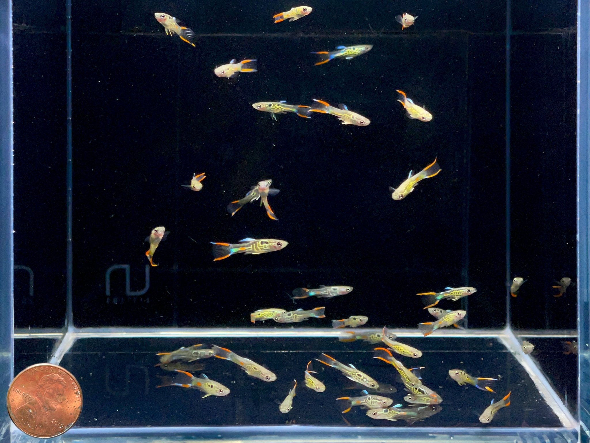 Green Snakeskin Endler Pair - Aqua Huna