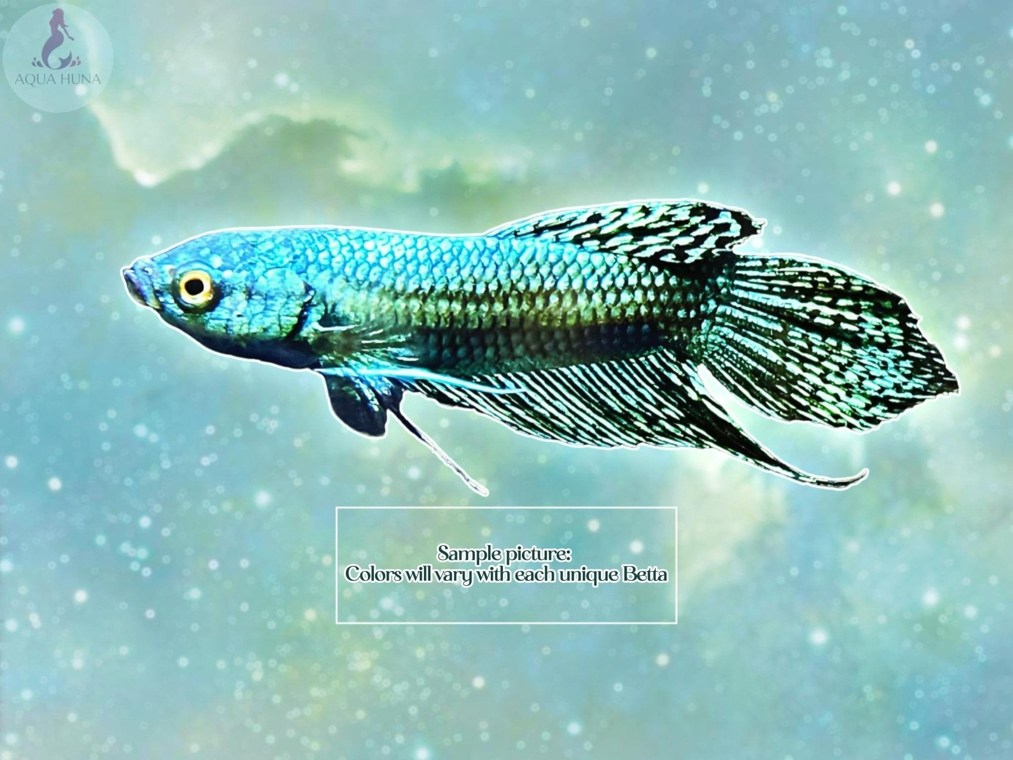 Green/Turquoise Alien Betta Rare Metallic Betta