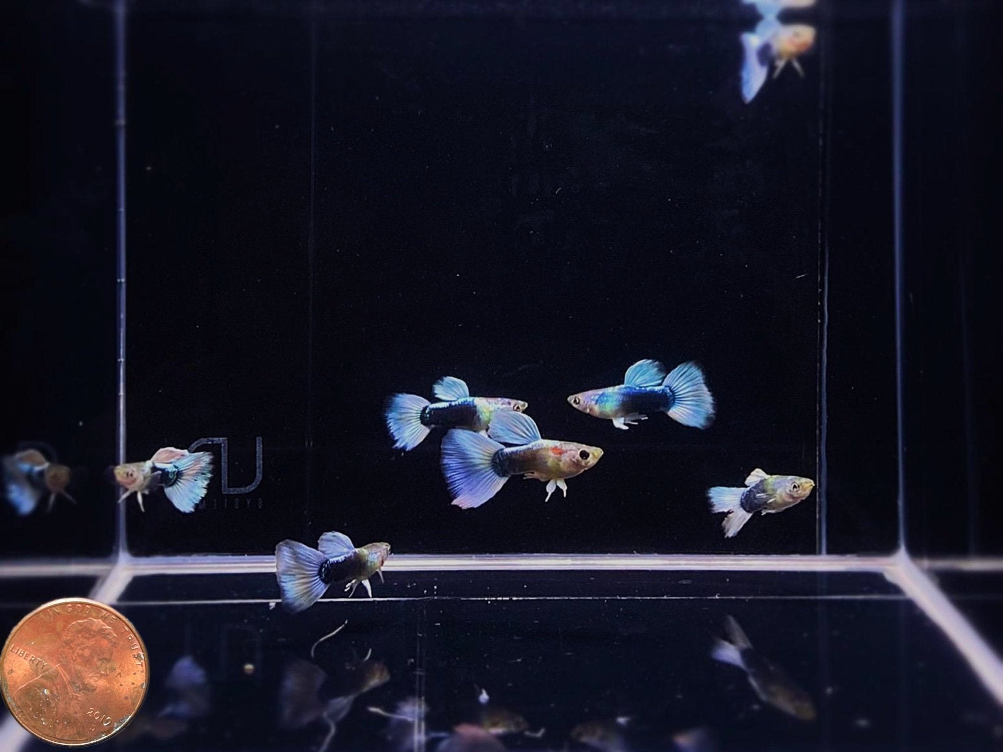 Half Black White Guppy Males - Aqua Huna