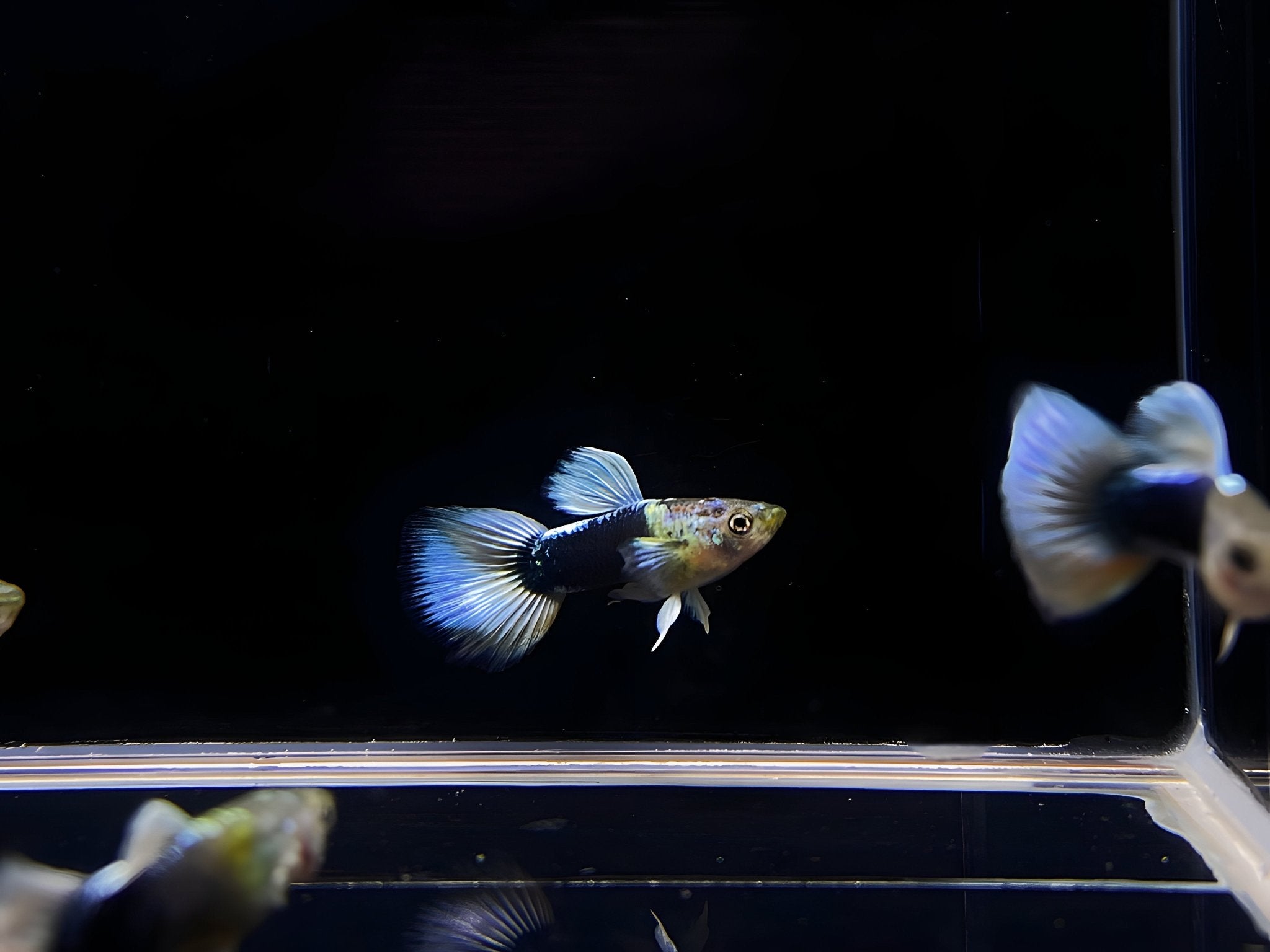 Half Black White Guppy Males - Aqua Huna