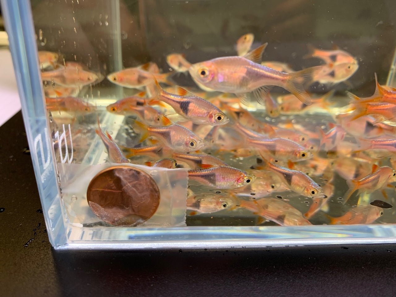 Harlequin Rasbora (Size M) - Aqua Huna