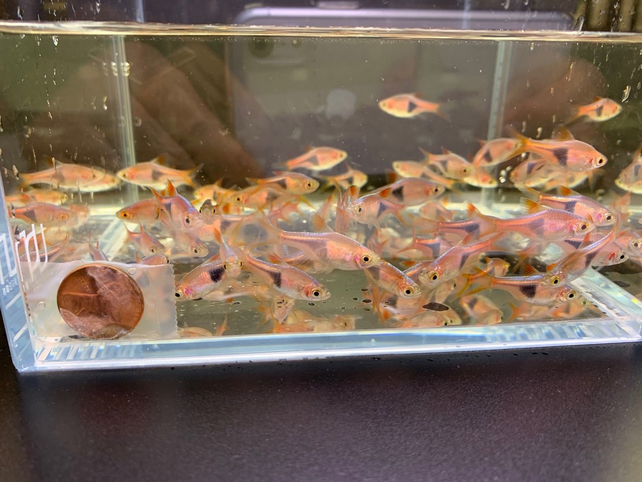 Harlequin Rasbora (Size M) - Aqua Huna