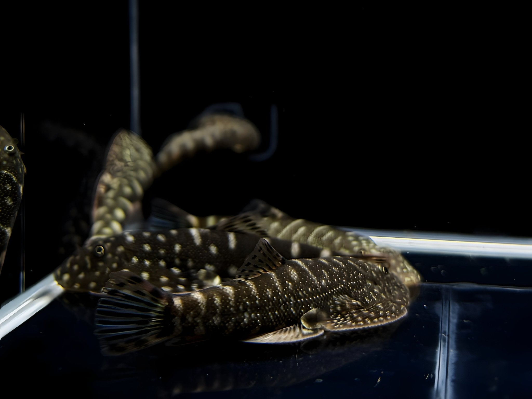 Hillstream Loach | Assorted UFO - Aqua Huna