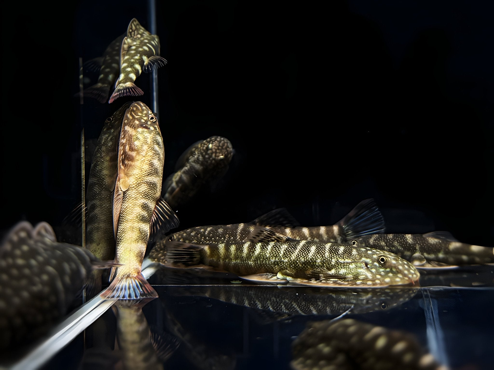 Hillstream Loach | Assorted UFO - Aqua Huna