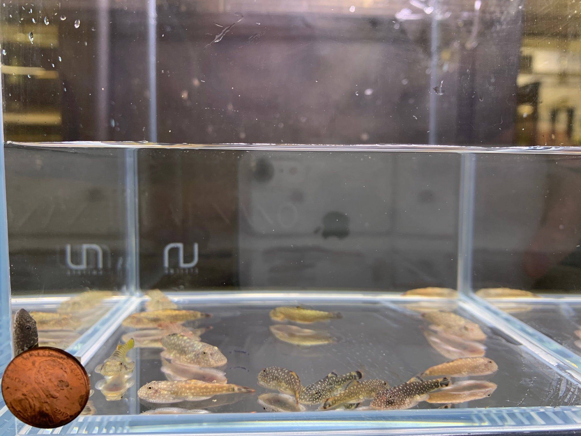 Hillstream Loach / Borneo Sucker - Aqua Huna