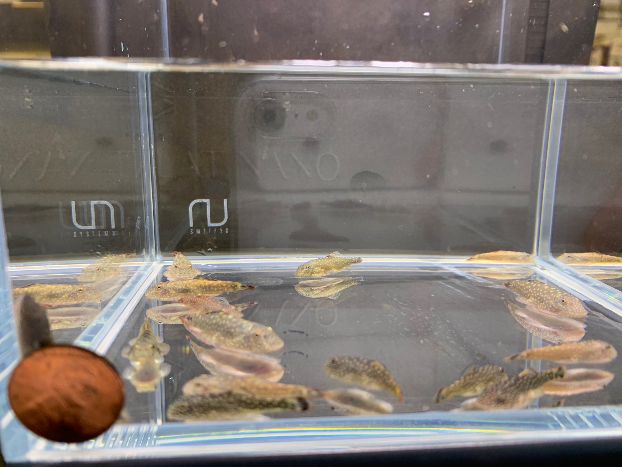 Hillstream Loach / Borneo Sucker - Aqua Huna