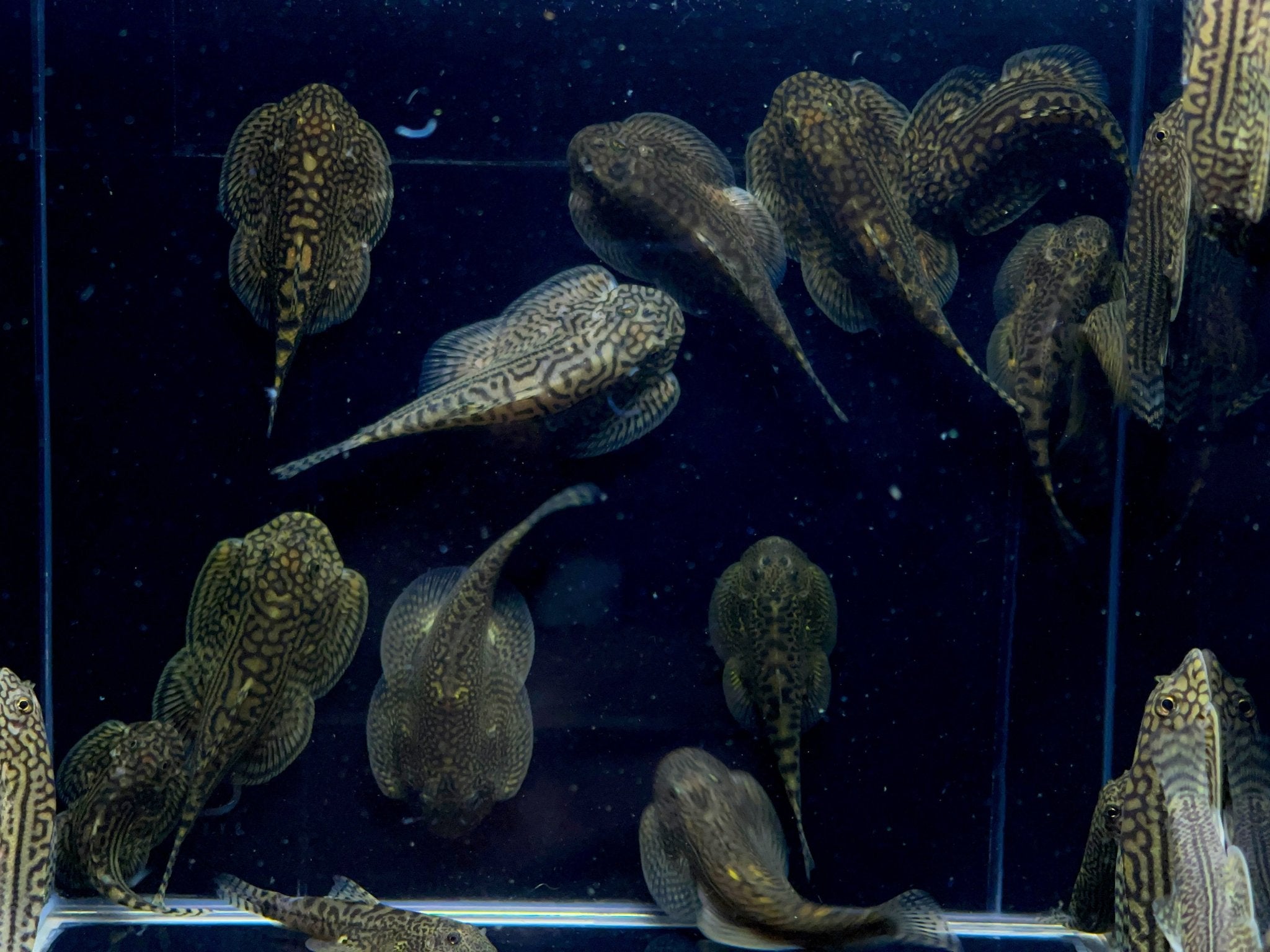 Hillstream Loach / Sewellia lineolata - Aqua Huna