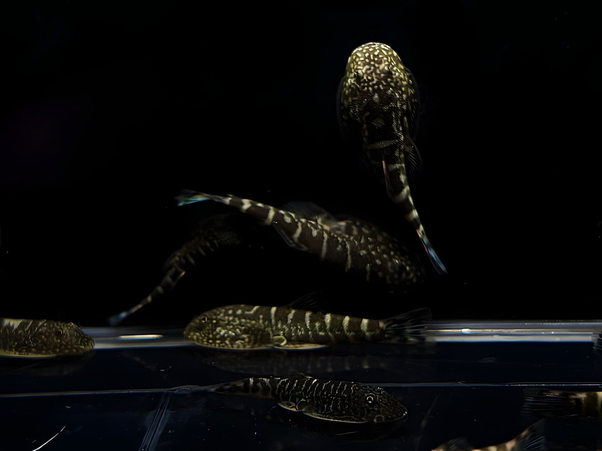 Hillstream Loach | UFO 2 - Aqua Huna