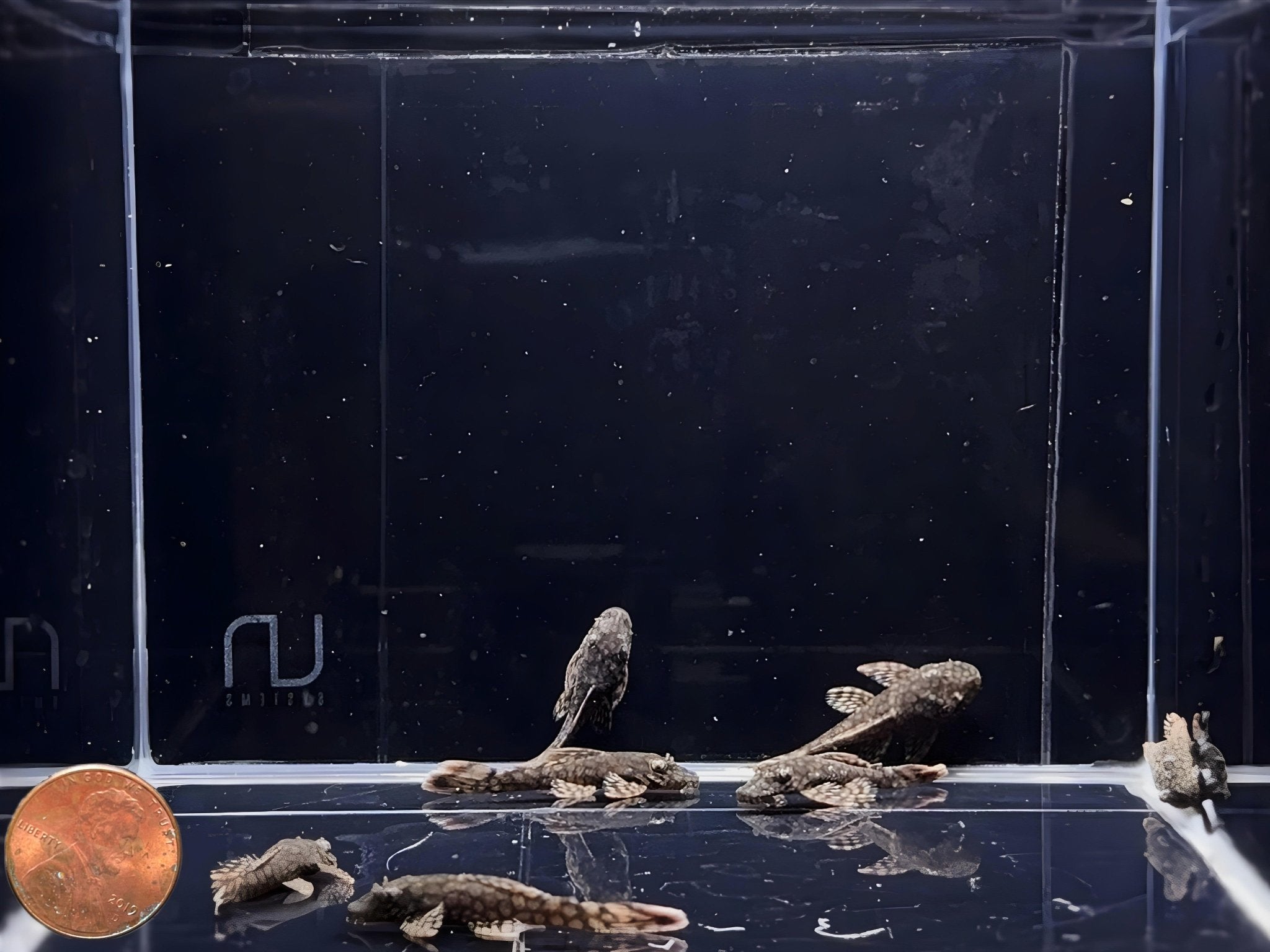 Honeycomb Bristlenose Pleco - Aqua Huna