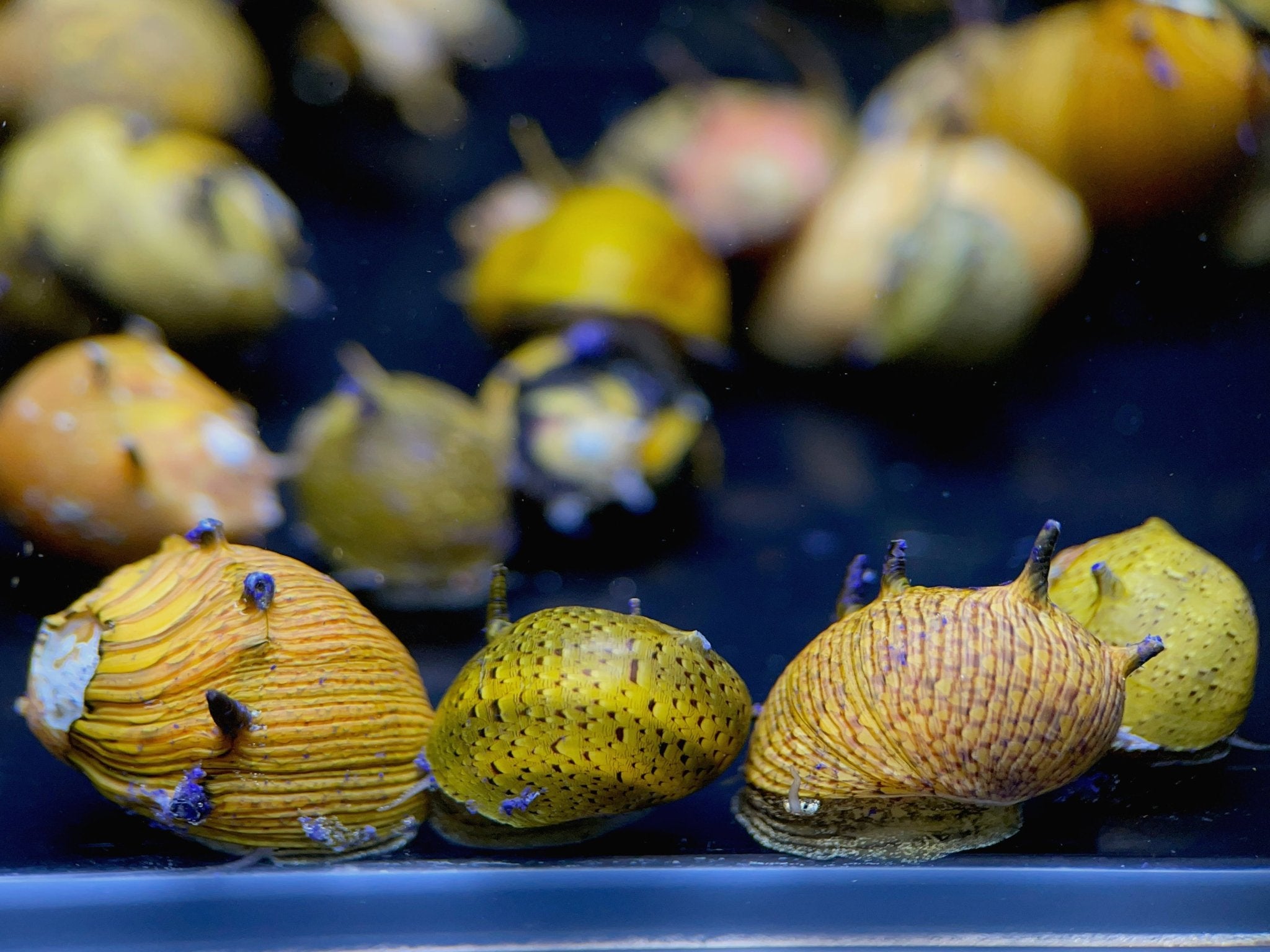Horned Nerite Snail, Assorted - Aqua Huna