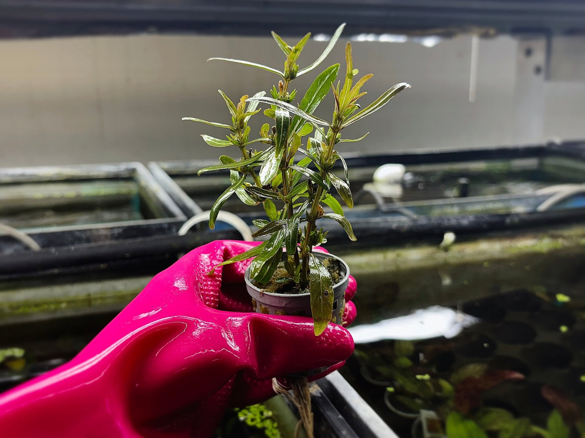 Hygrophila araguaia - Potted Plant - Aqua Huna