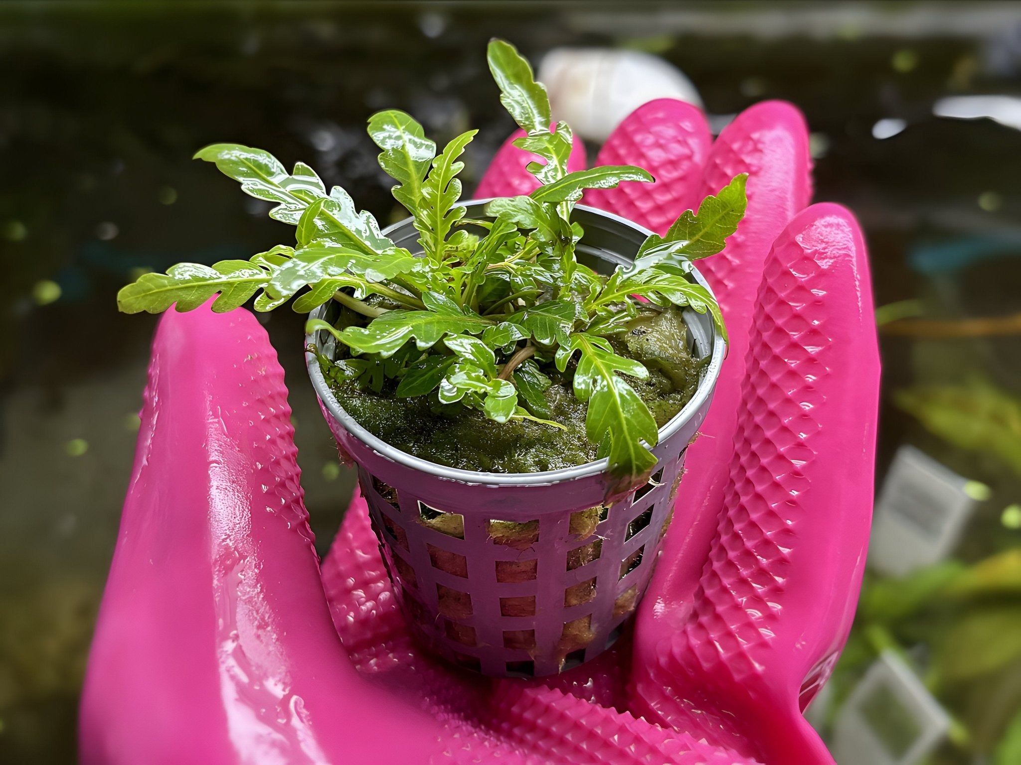 Hygrophila Pinnatifida - Potted Plant - Aqua Huna