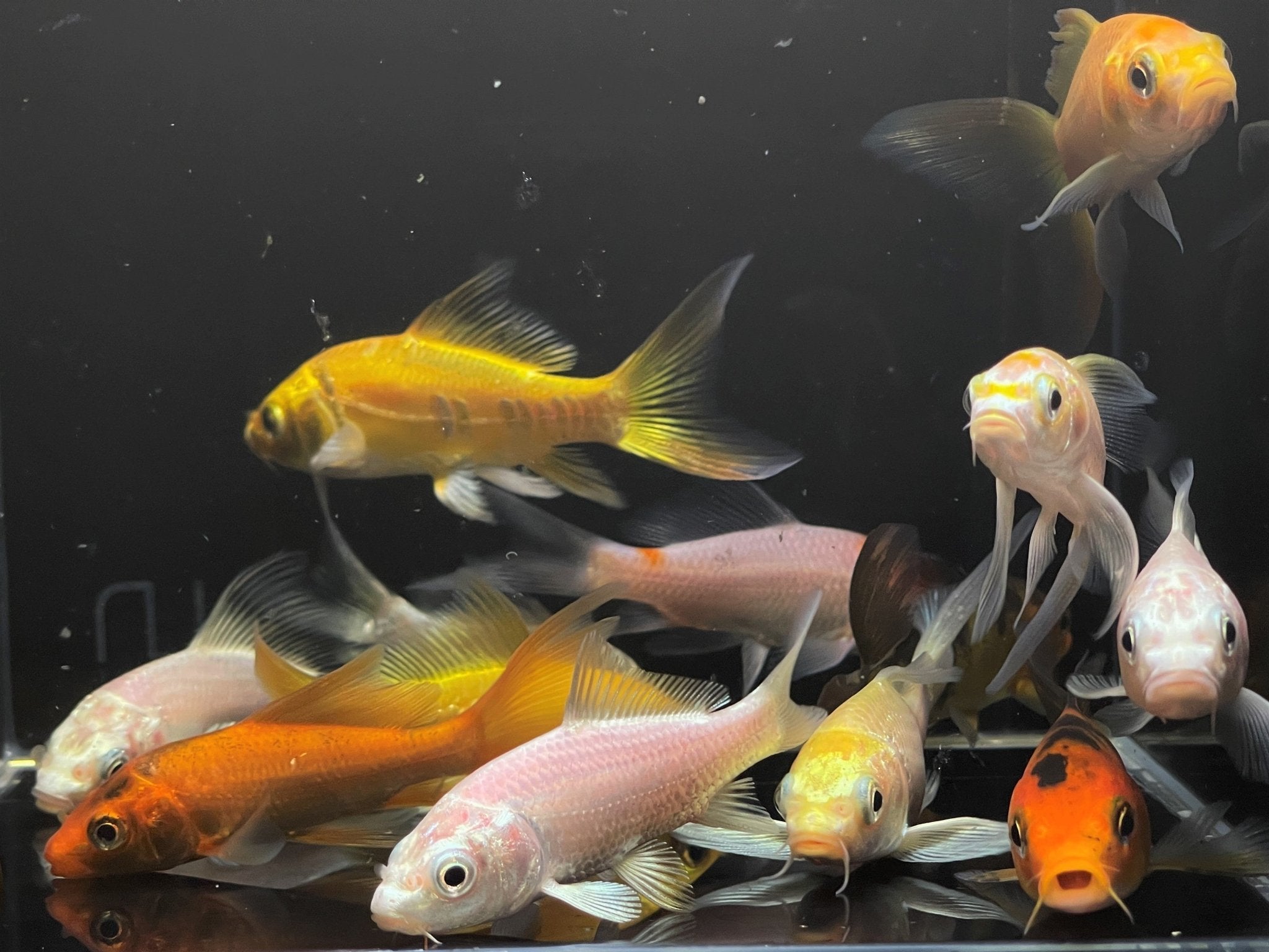 Imported Butterfly Koi (3 inch) - Aqua Huna