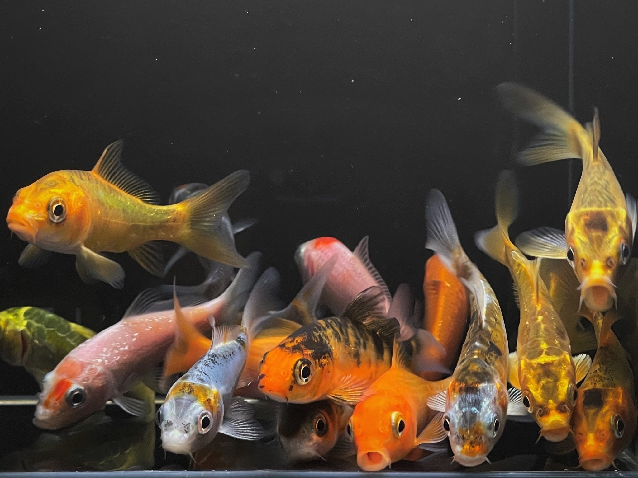 Imported Koi (3 inch) - Aqua Huna