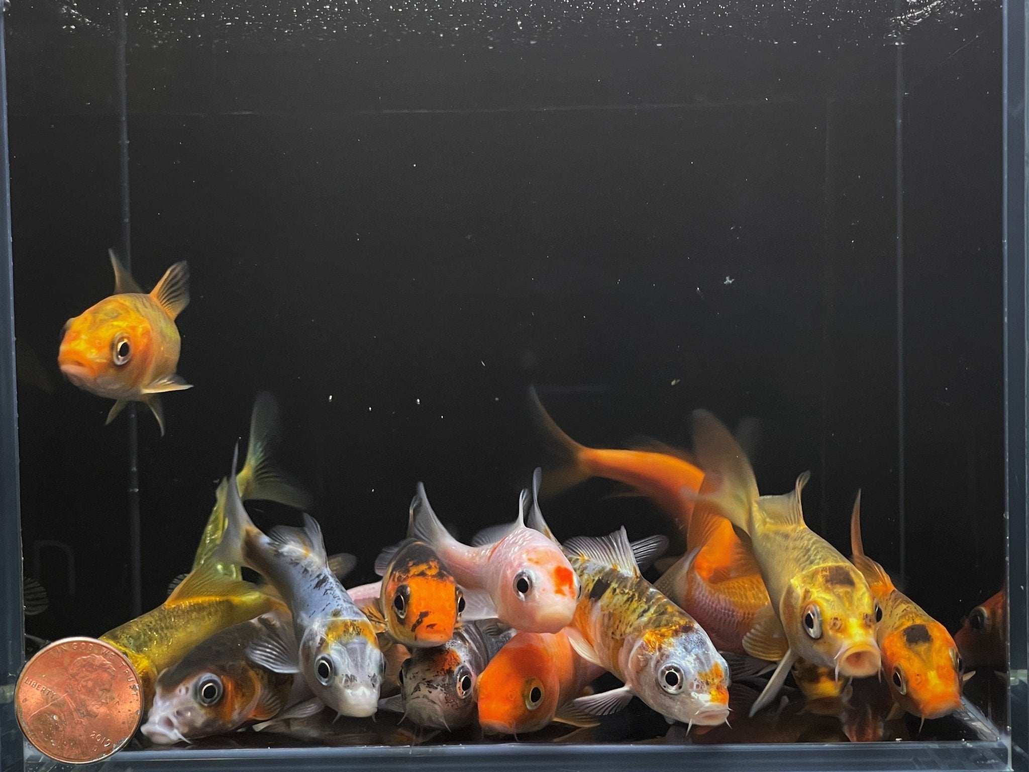 Imported Koi (3 inch) - Aqua Huna