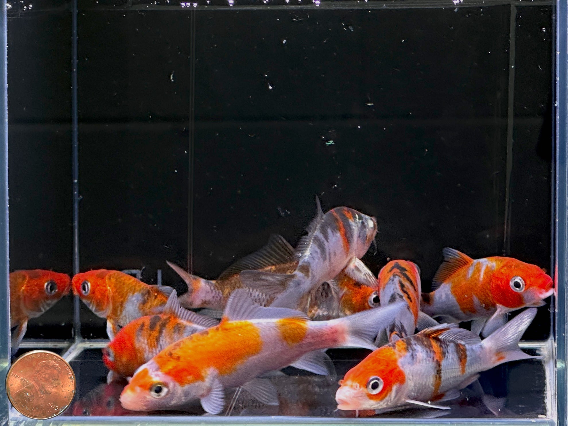 Imported Sanke Koi (3 inch) - Aqua Huna