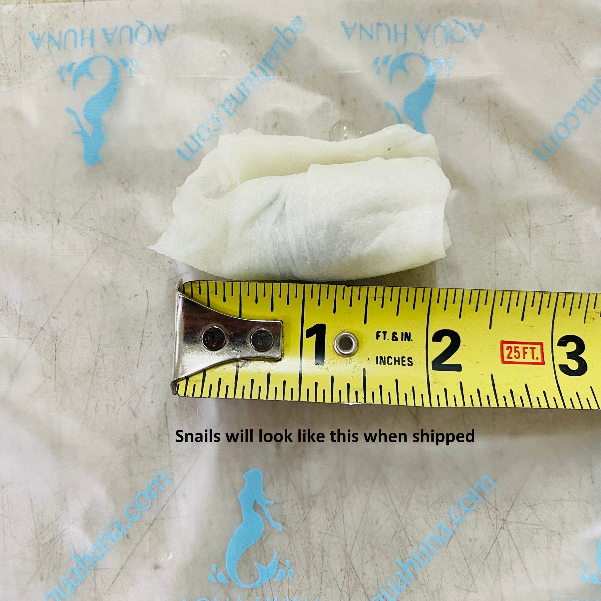 Ivory Mystery Snail - Aqua Huna