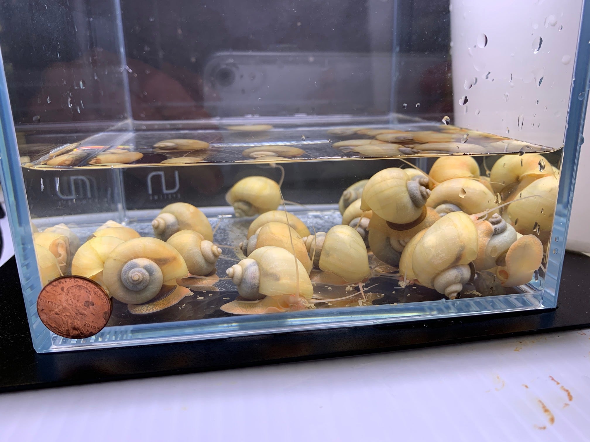 Ivory Mystery Snail - Aqua Huna