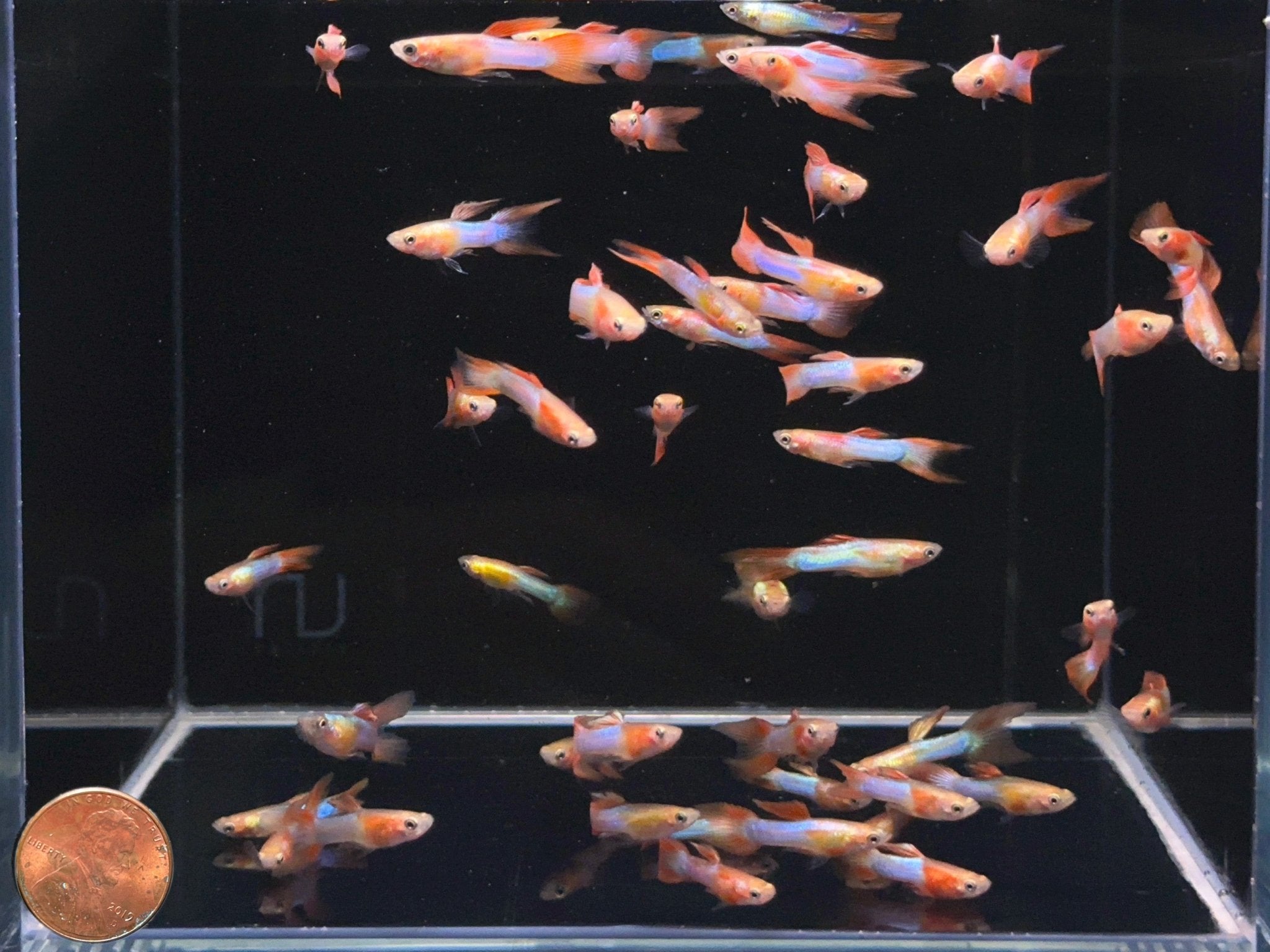 Japan Blue Double Sword Guppy Males - Aqua Huna