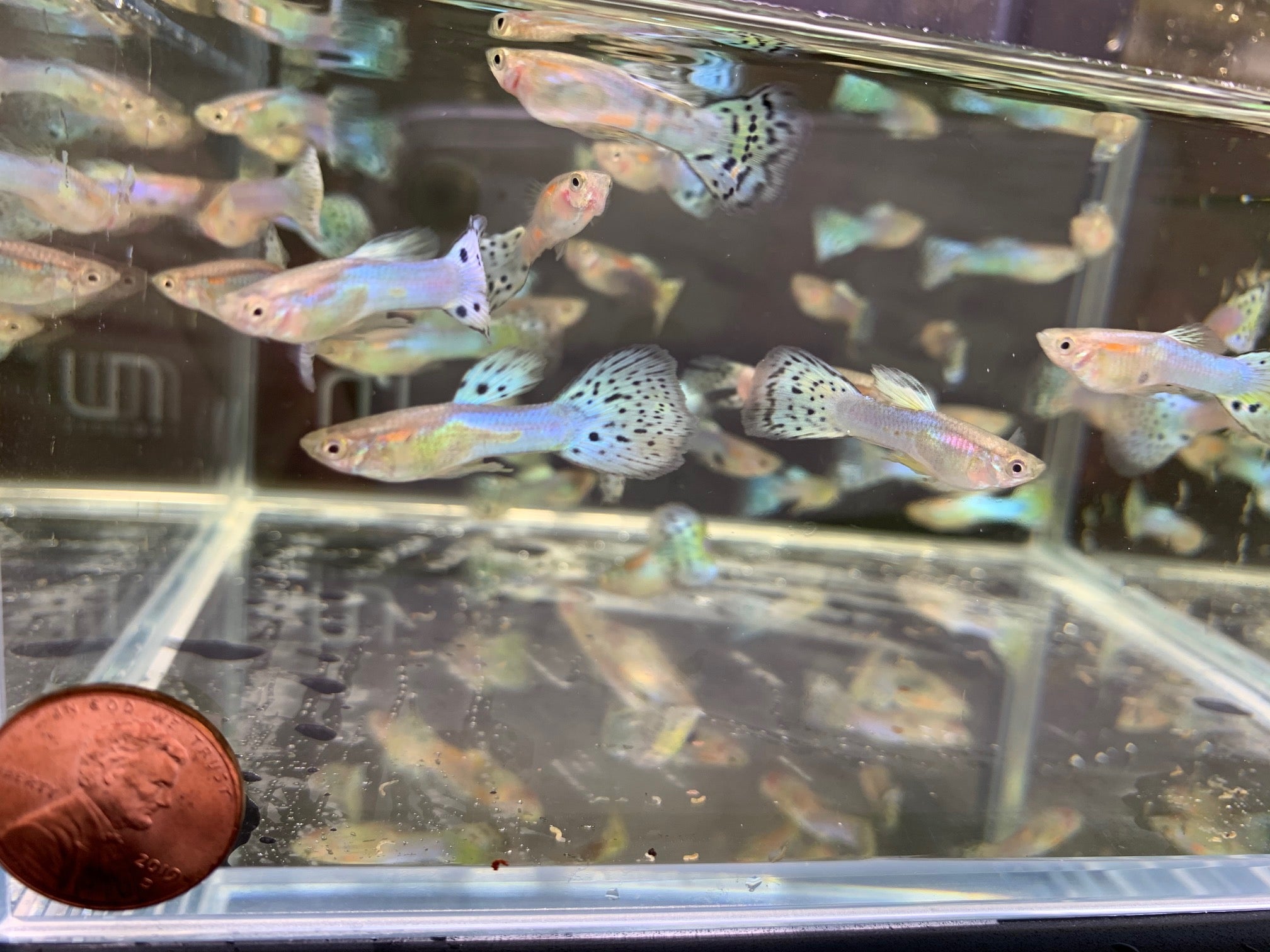 Japanese Blue Tail Guppy Males - Aqua Huna