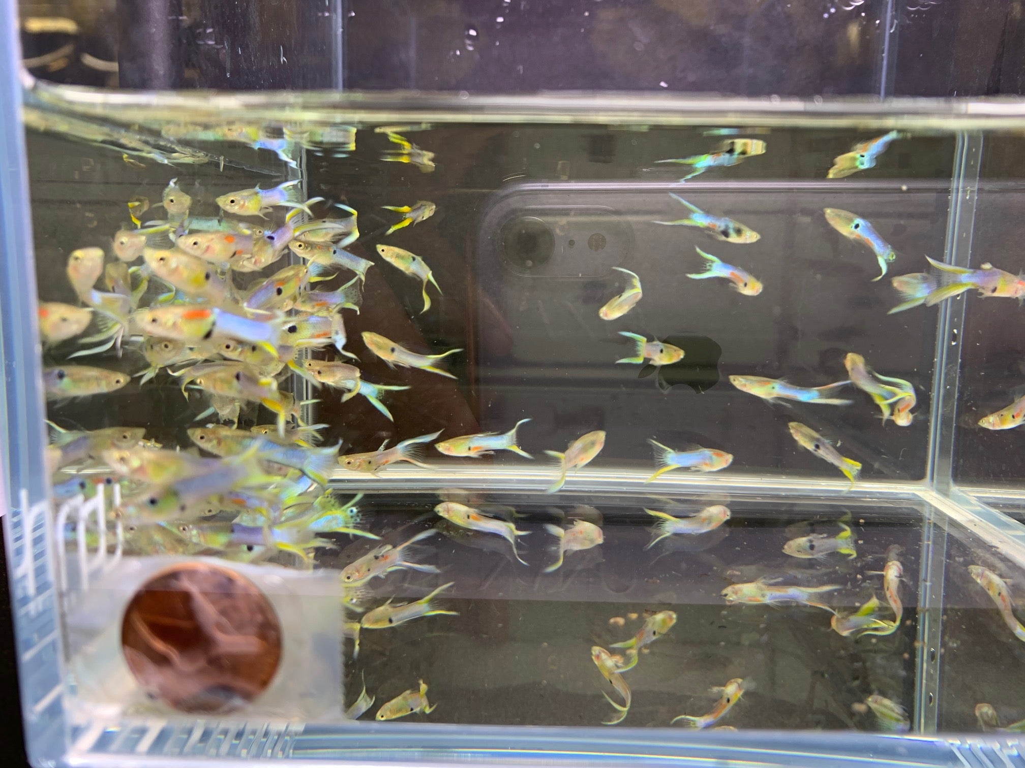 Japanese Lyretail Guppy Males - Aqua Huna