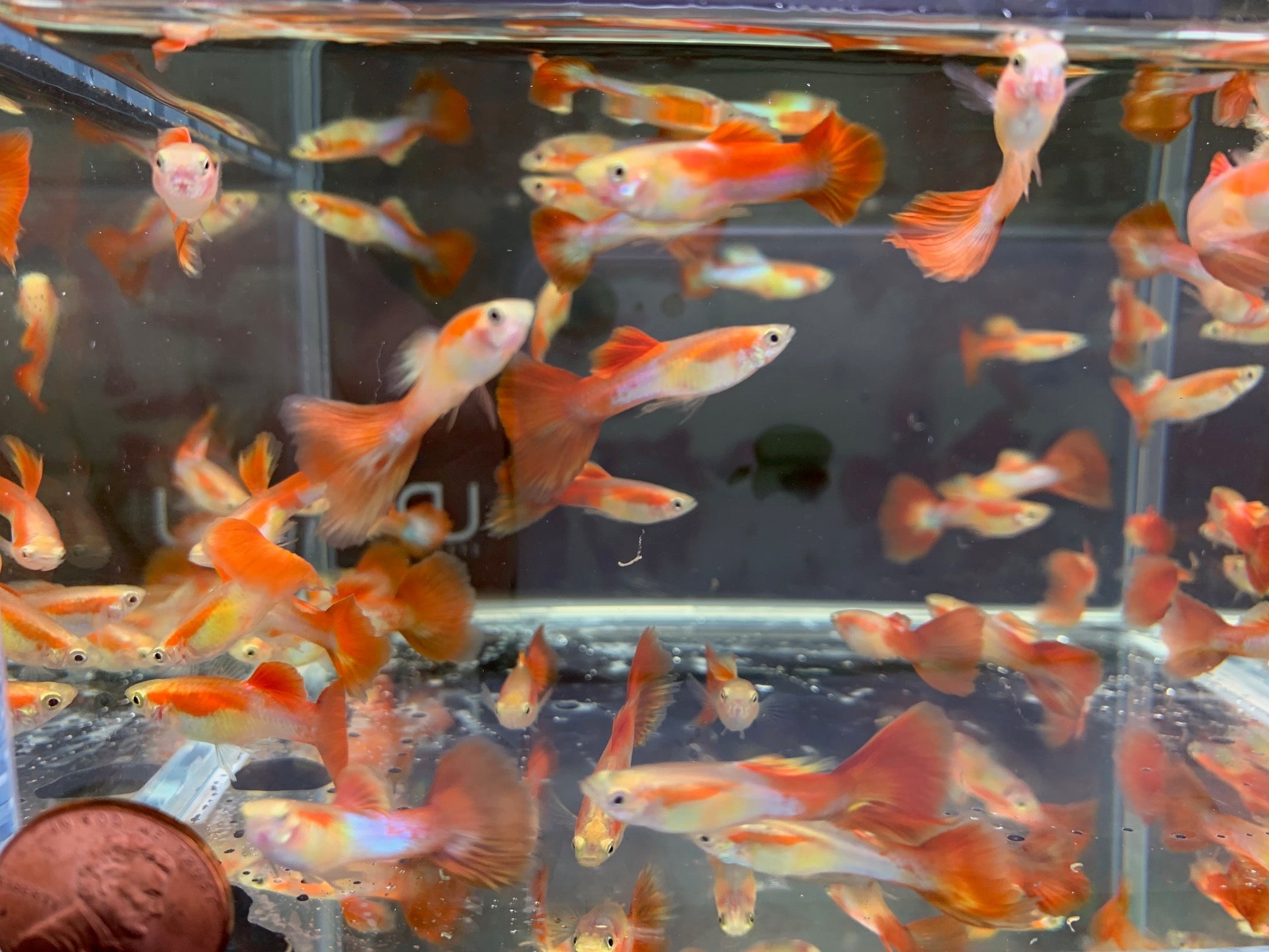 Japanese Red Tail Guppy Males - Aqua Huna